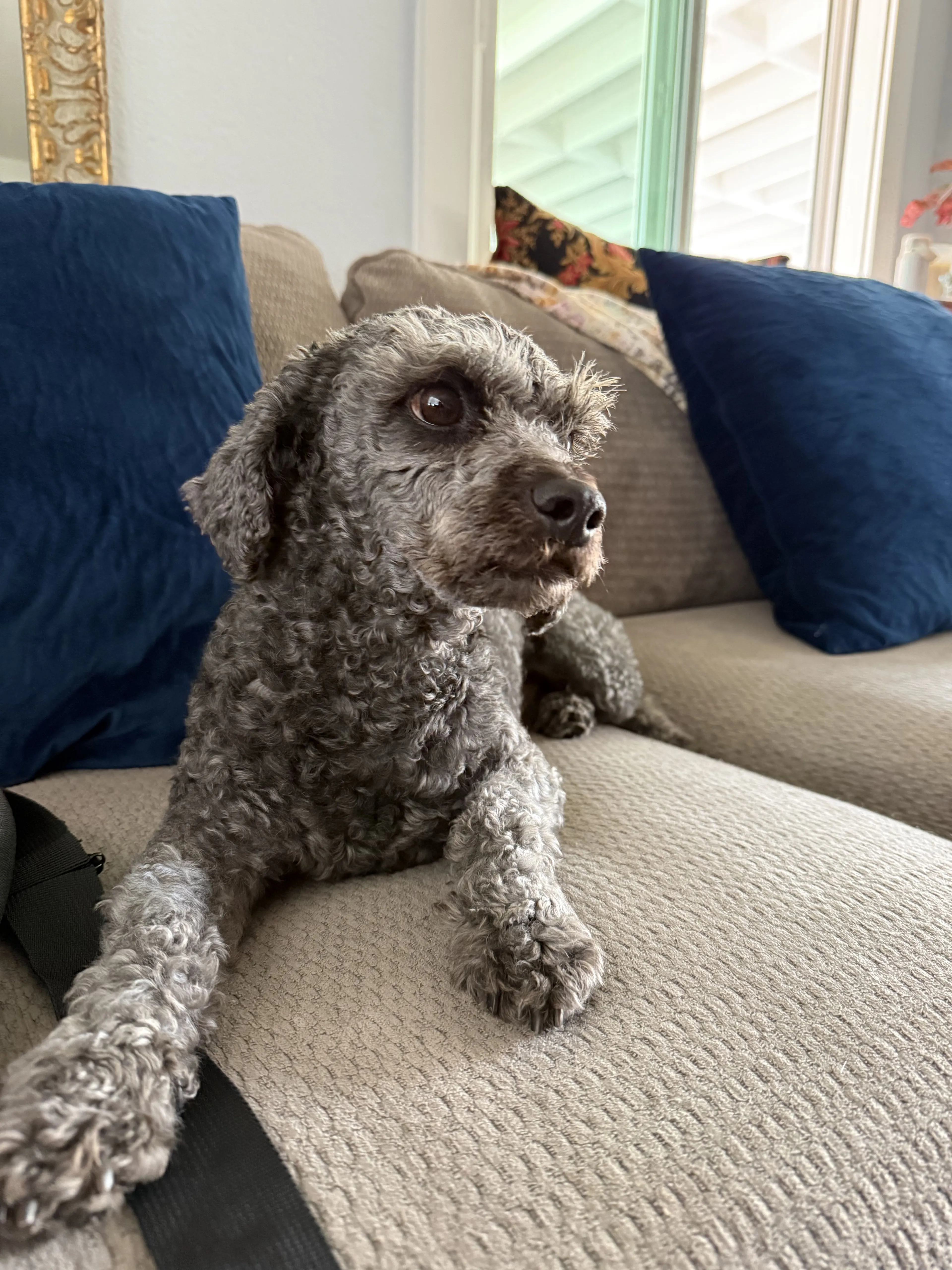 Lost pet-0