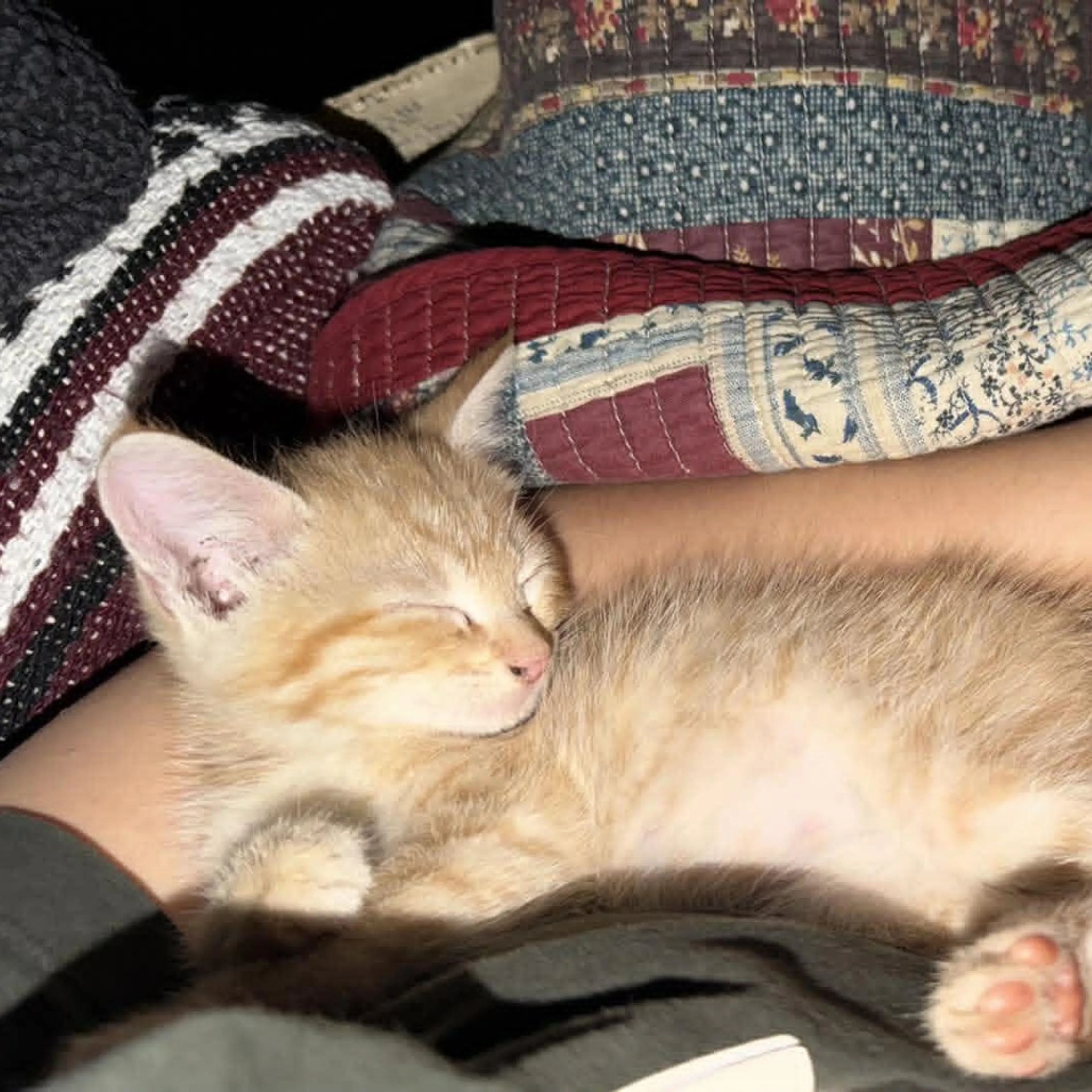 Found pet-1