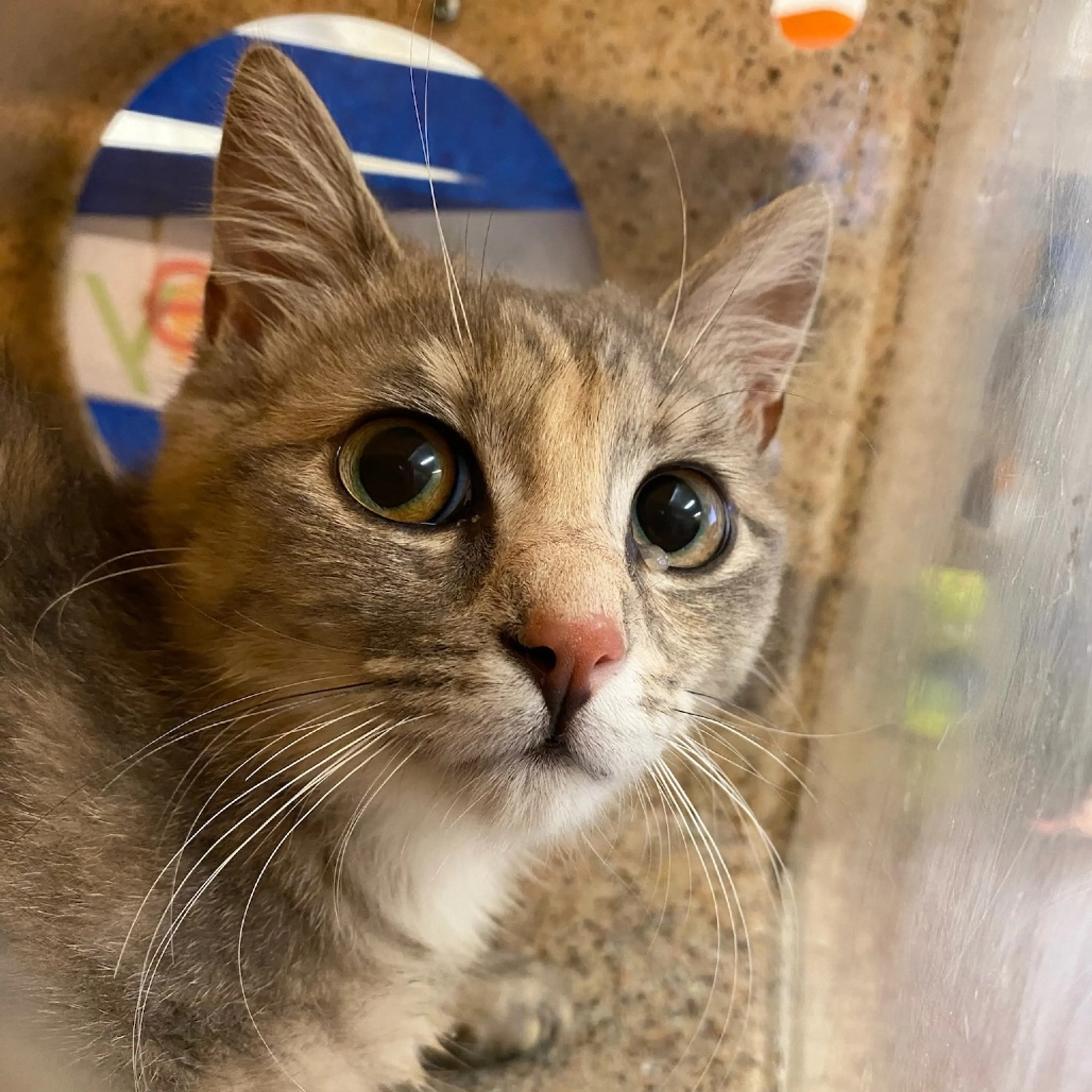 Found pet