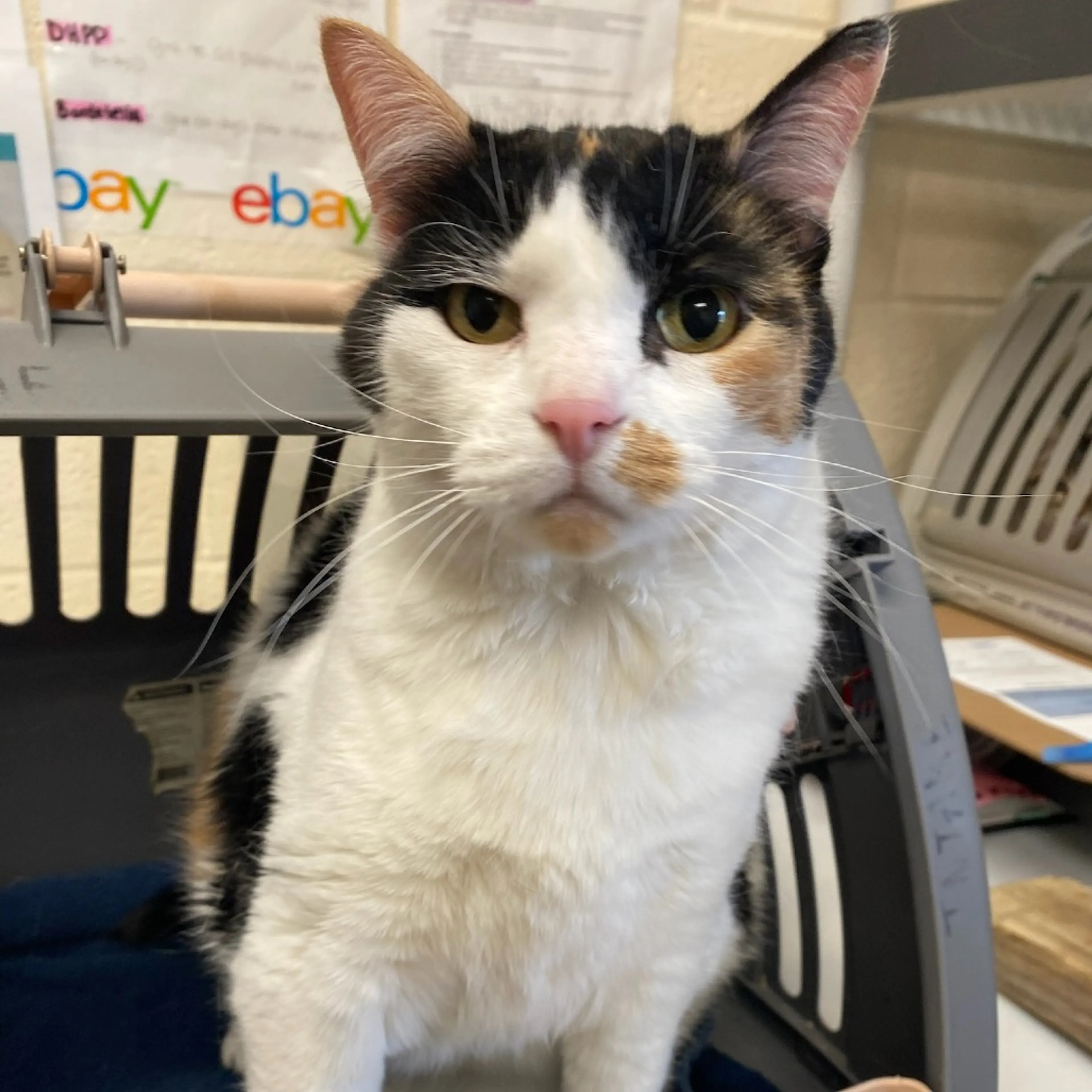 Found pet