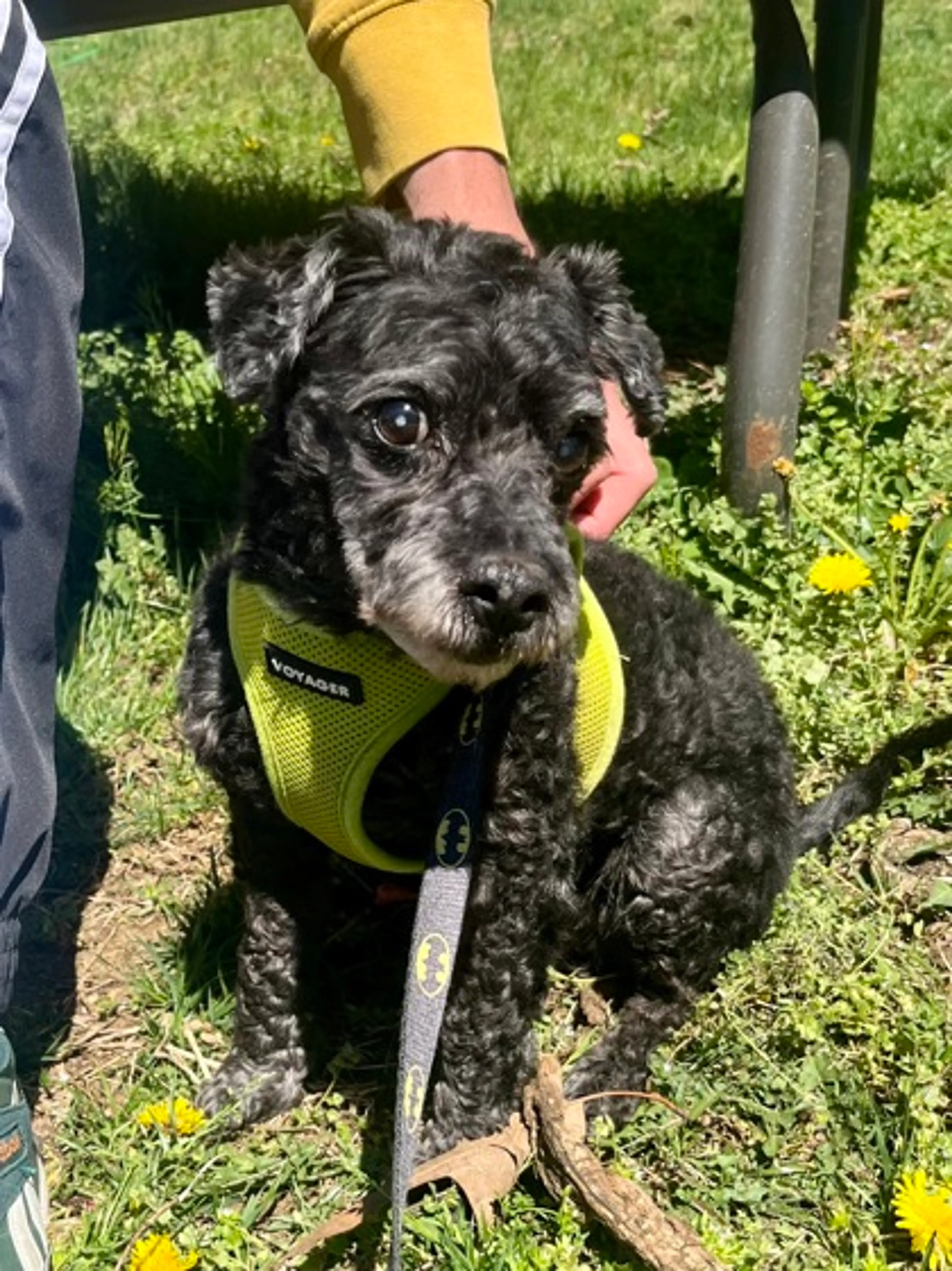 Found pet-1