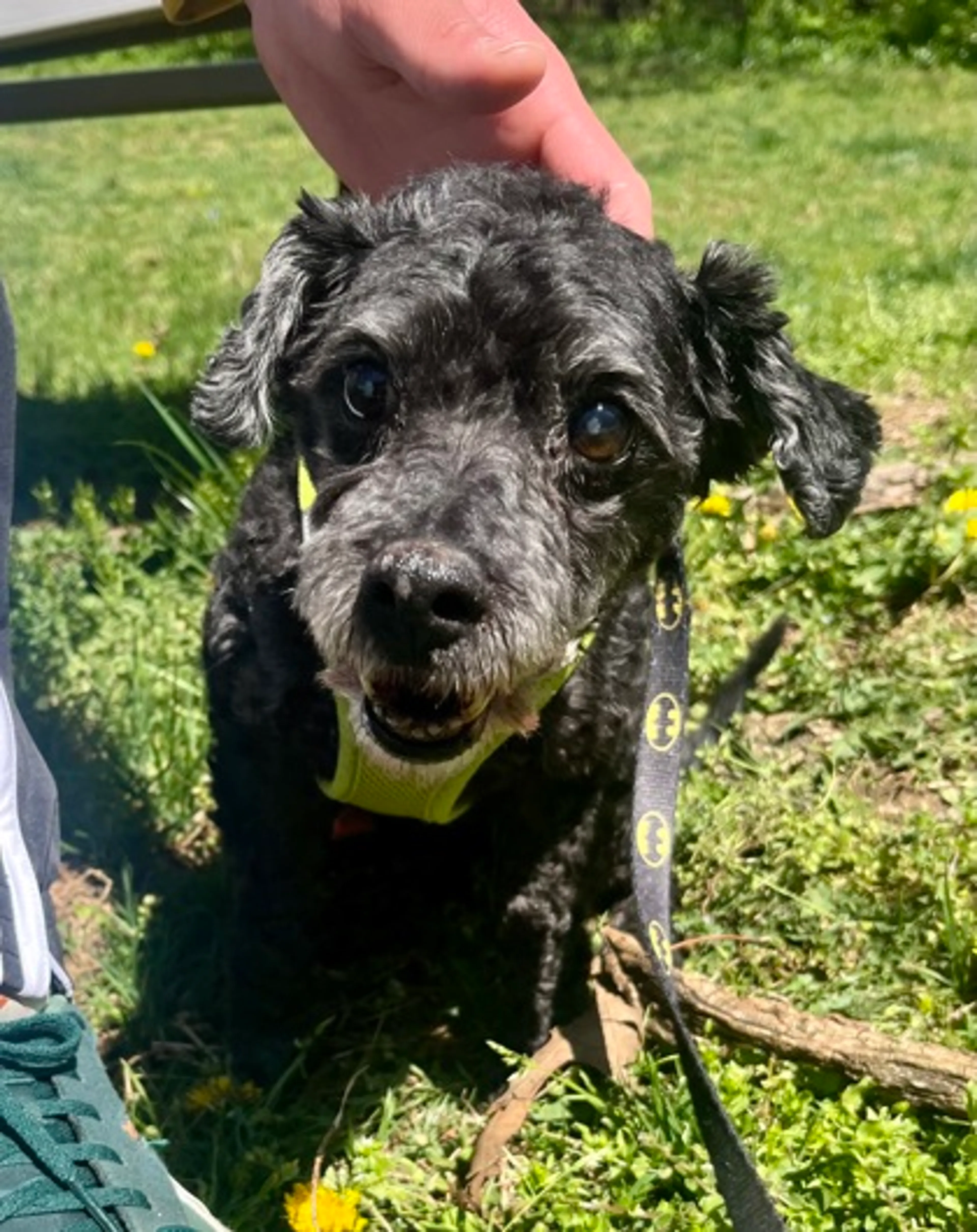 Found pet-2