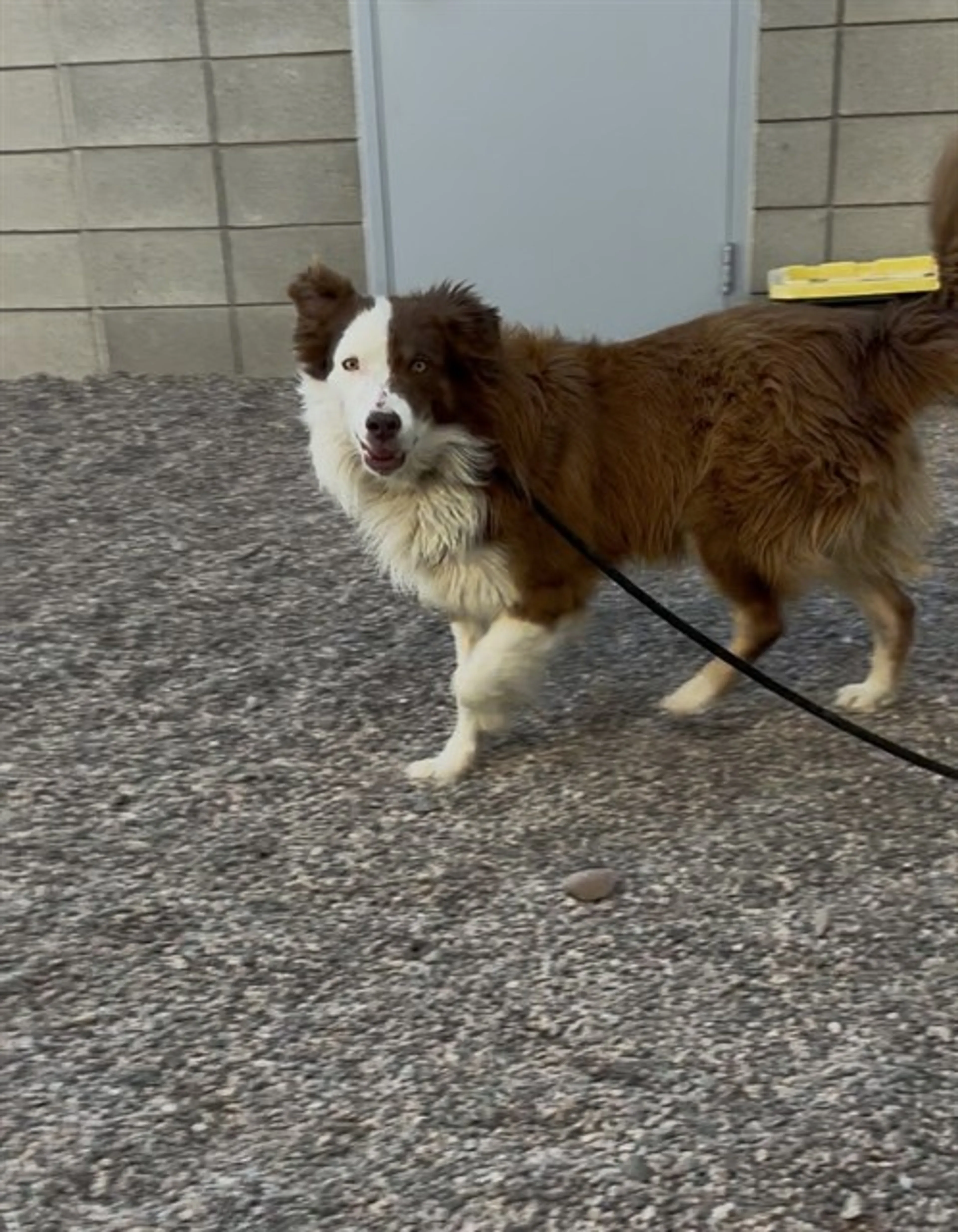 Found pet