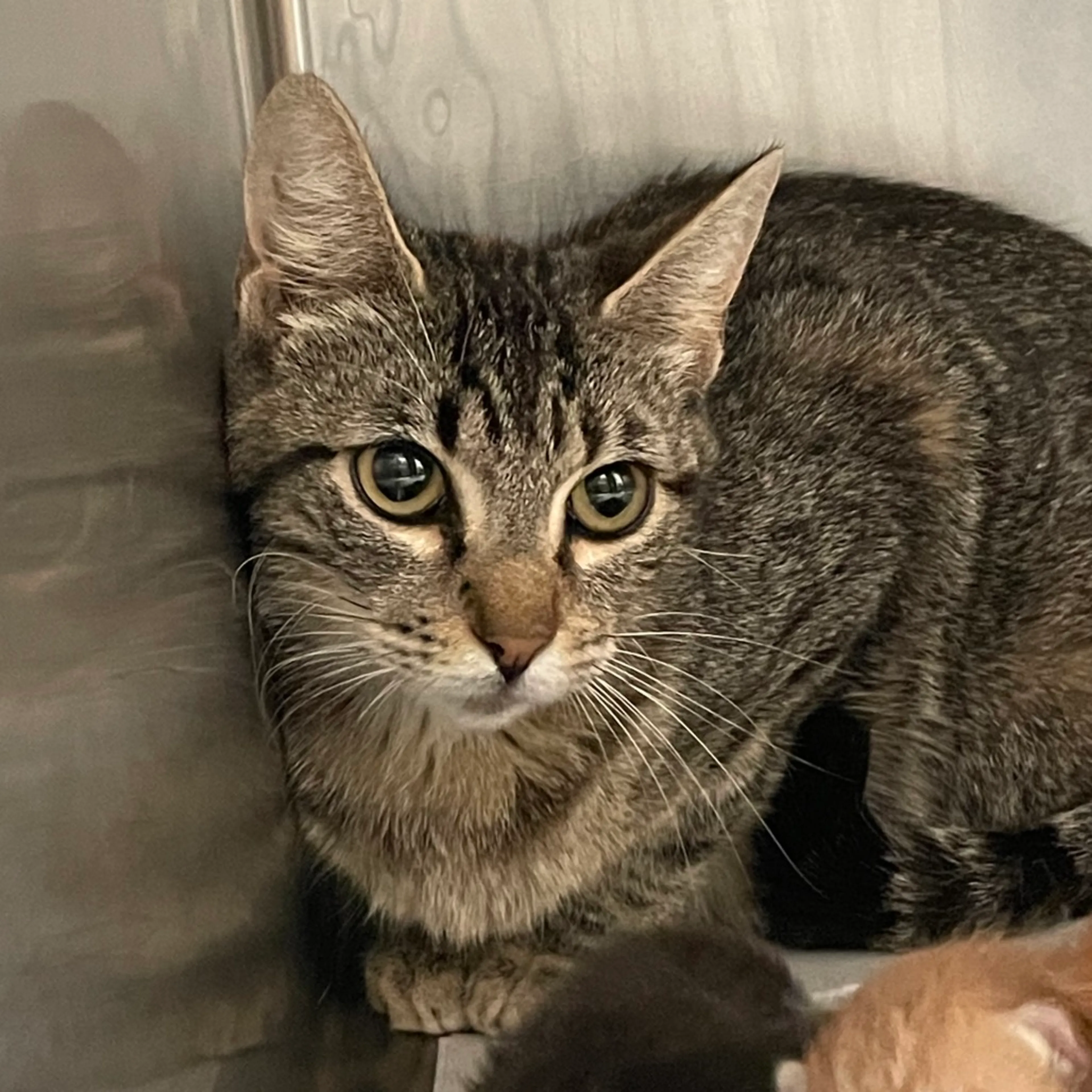Found pet-1