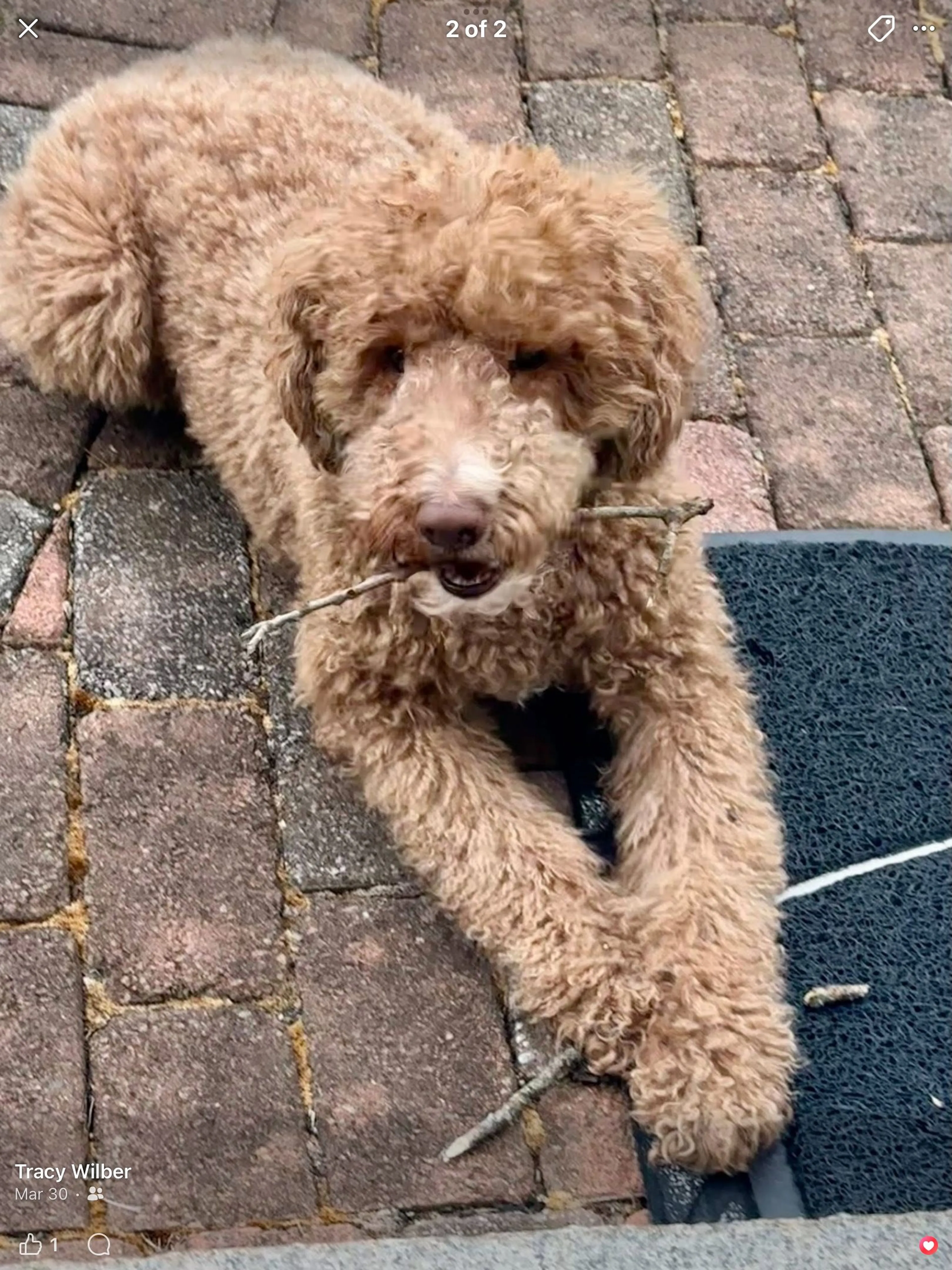 Lost pet-1