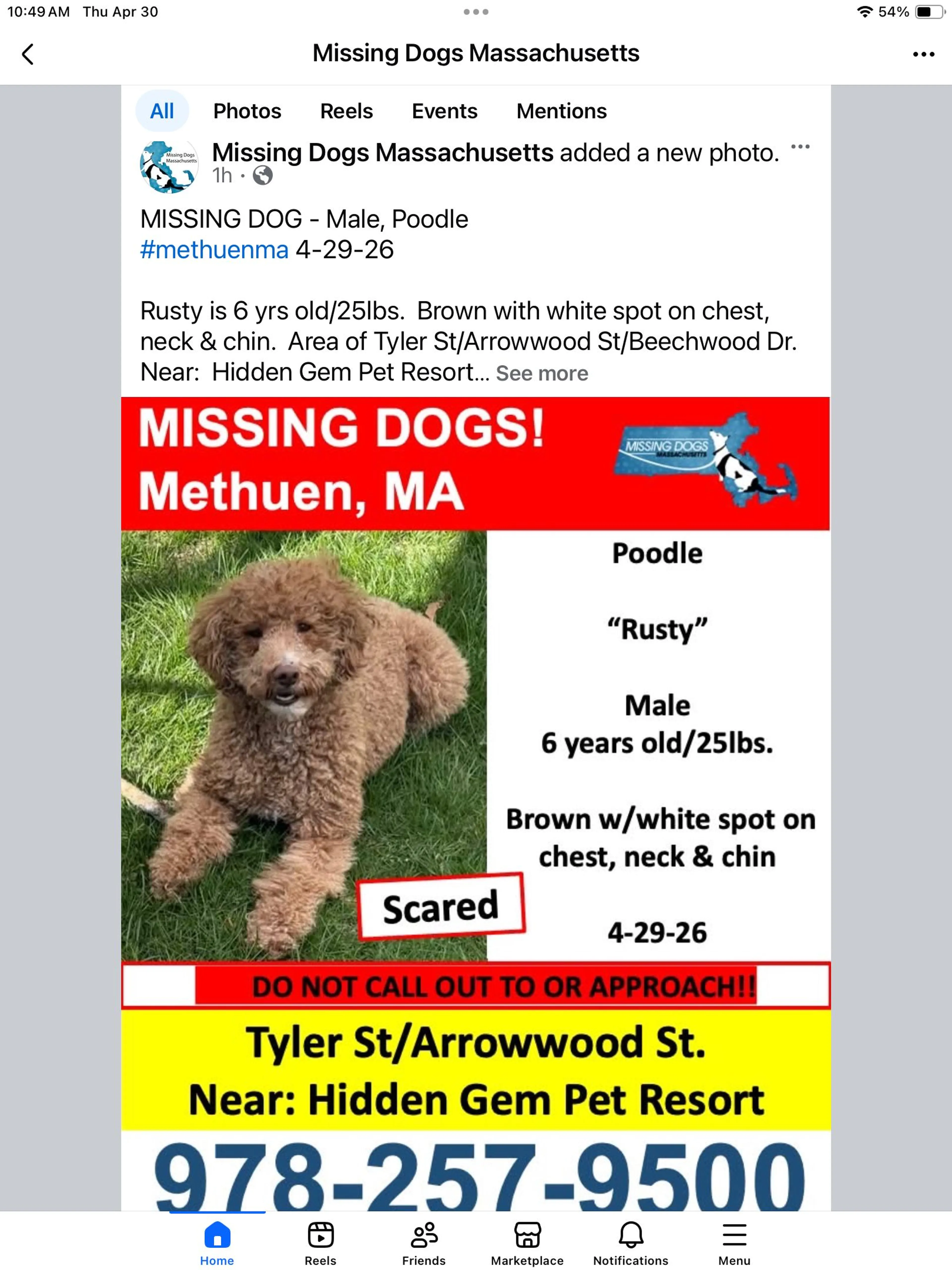 Lost pet-0