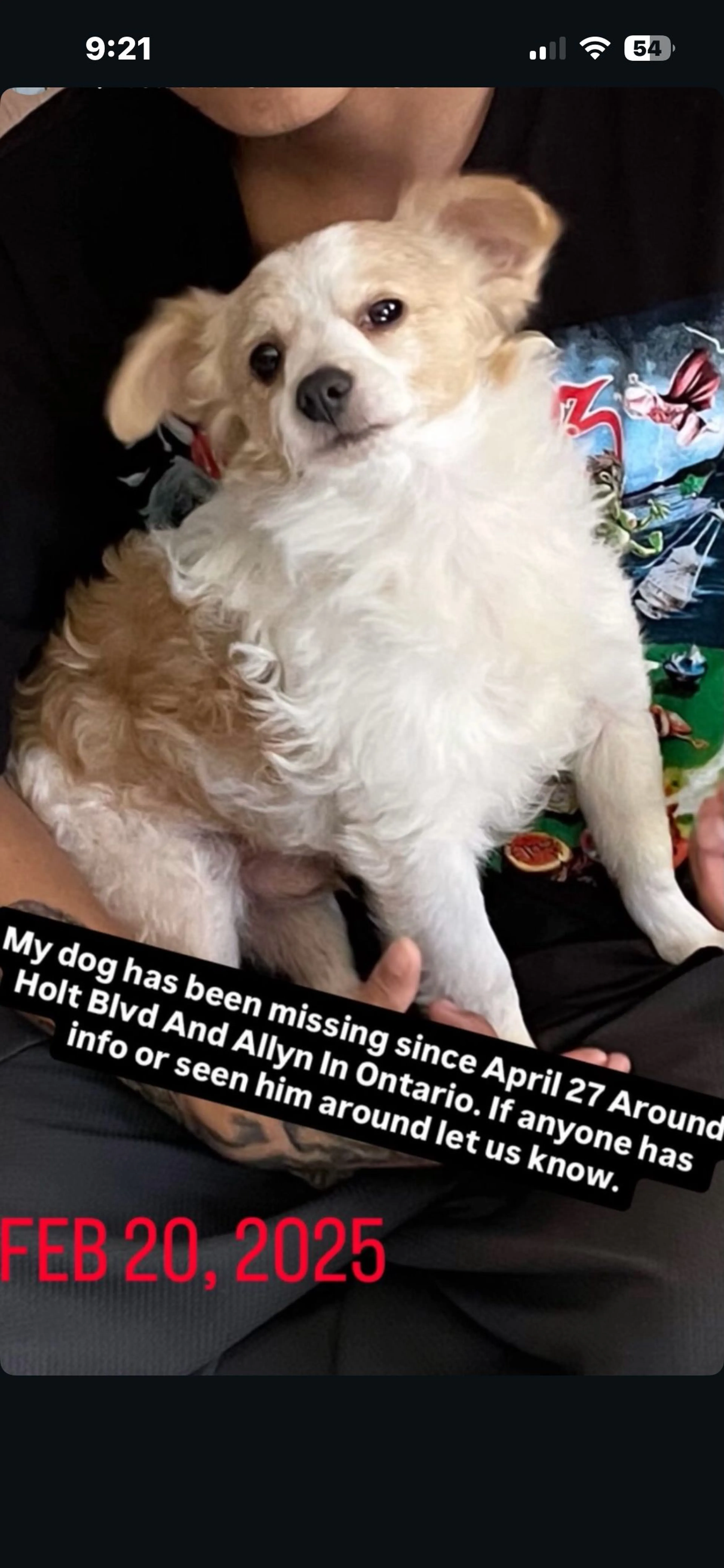 Lost pet-2