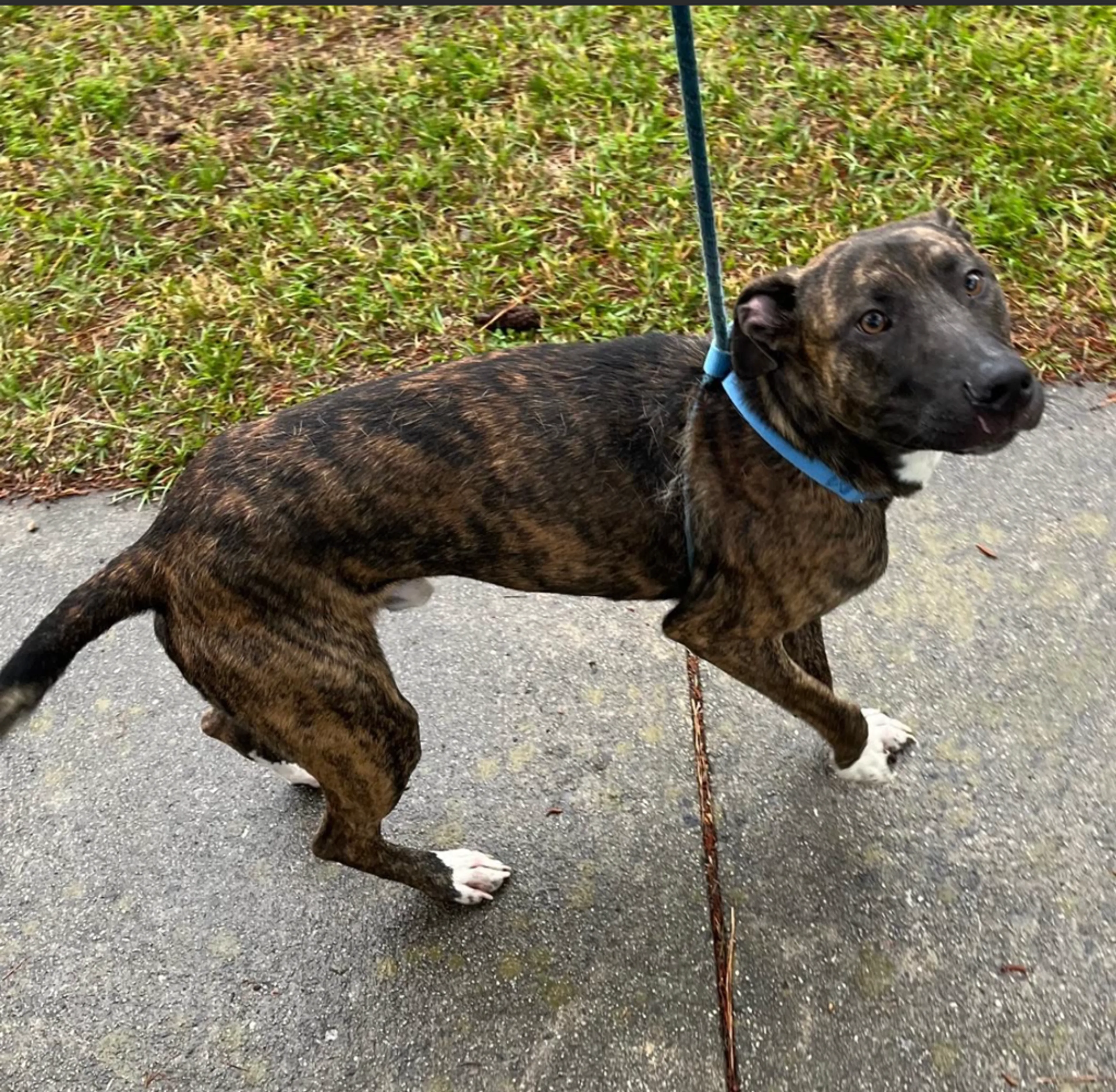 Found pet-1