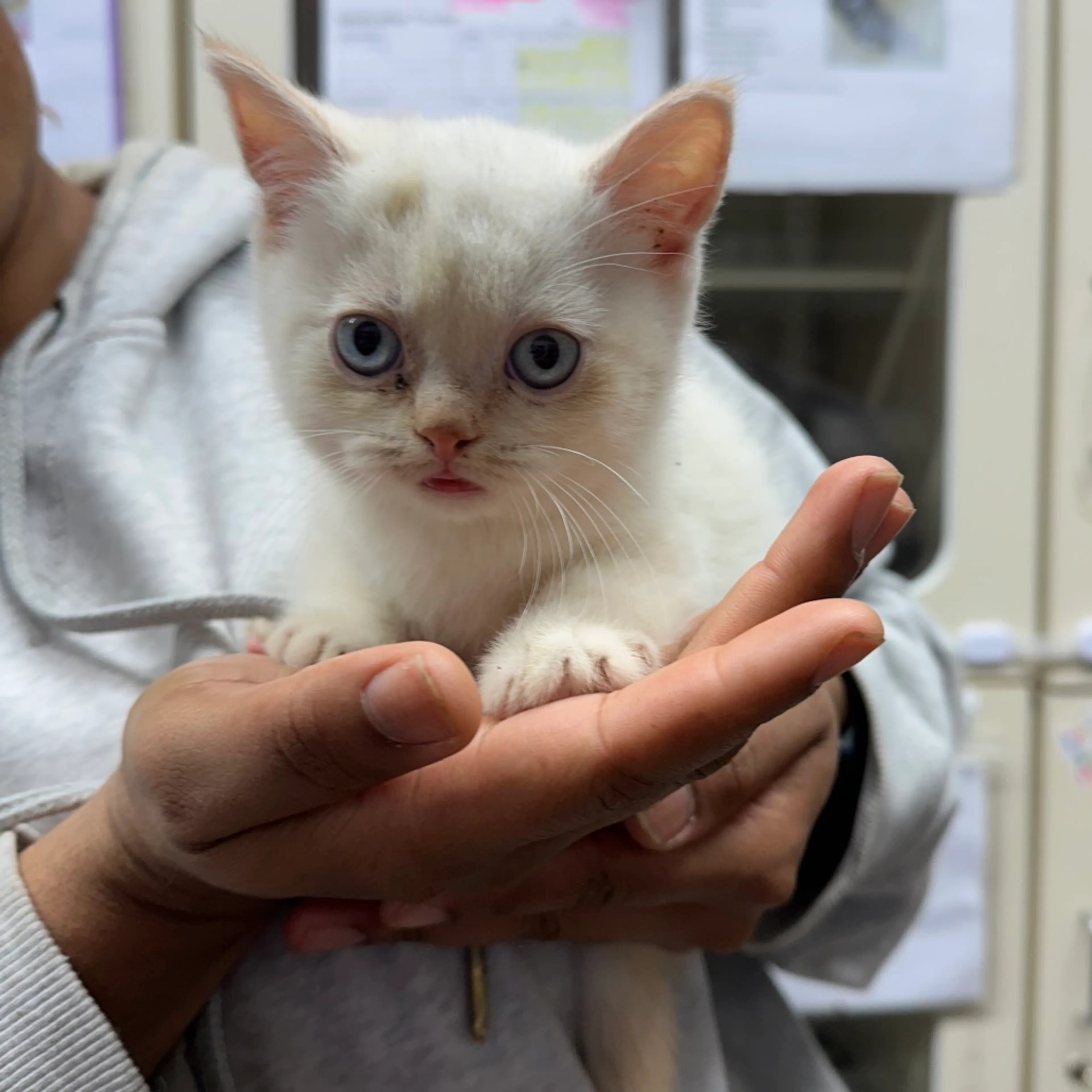 Found pet-1