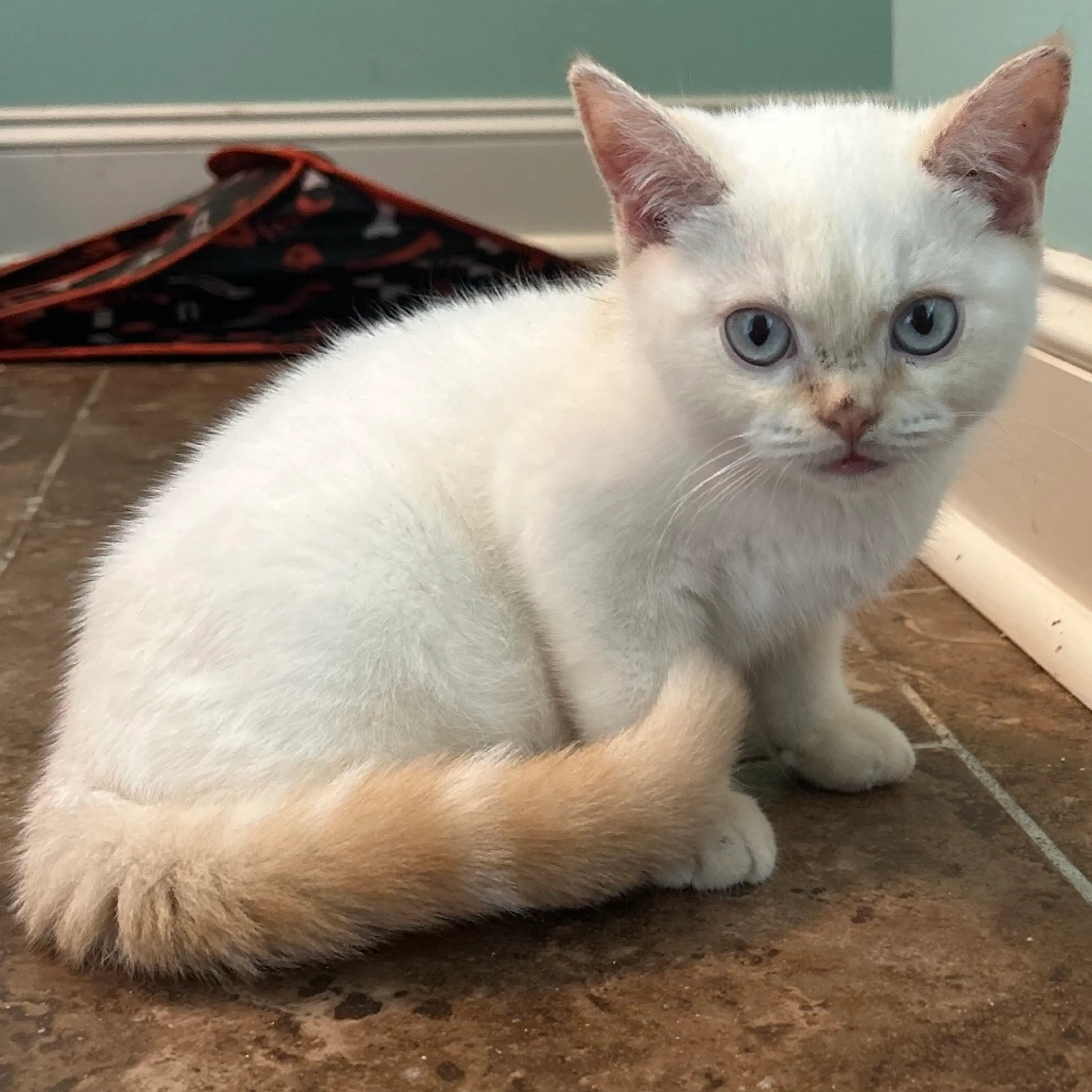 Found pet-0