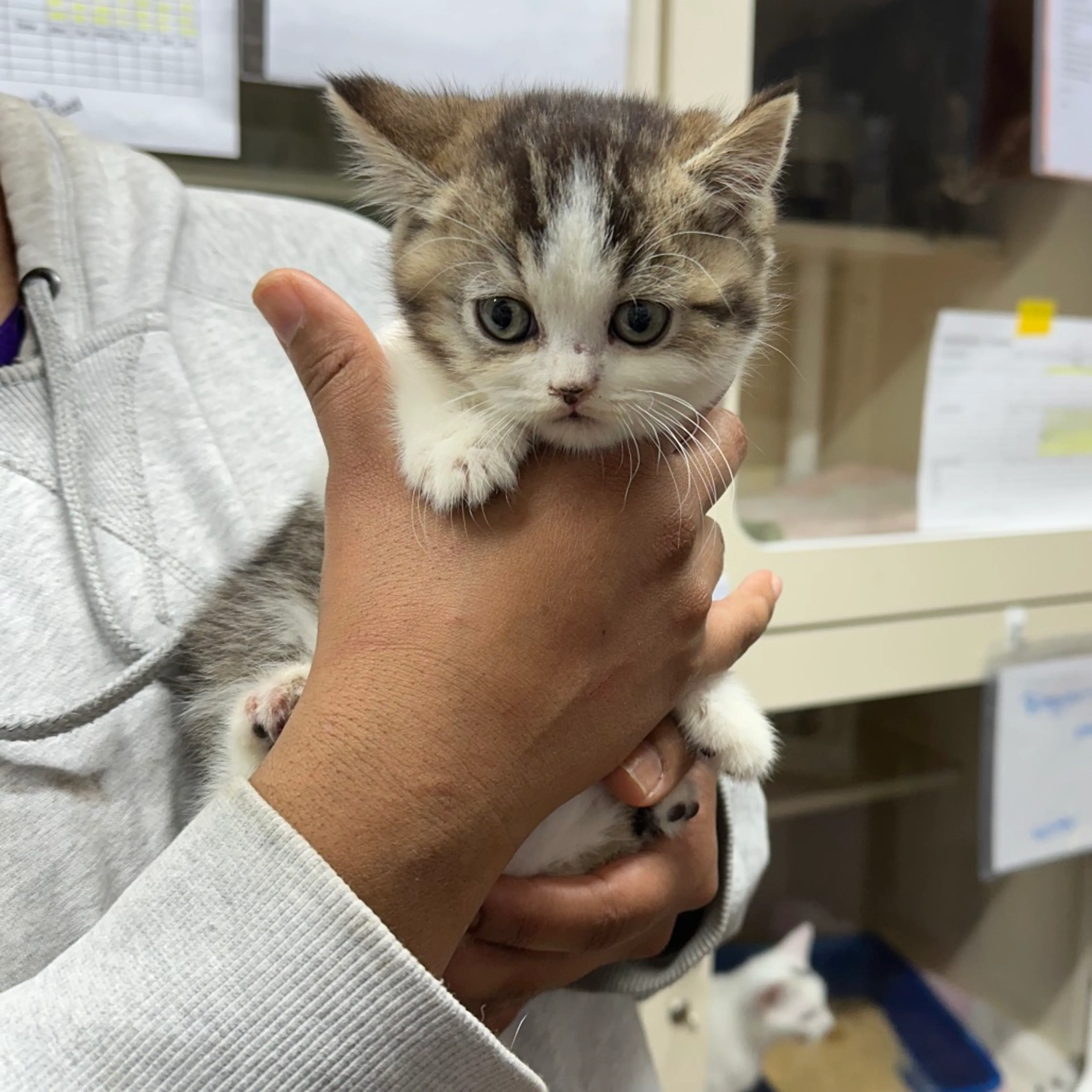 Found pet-1