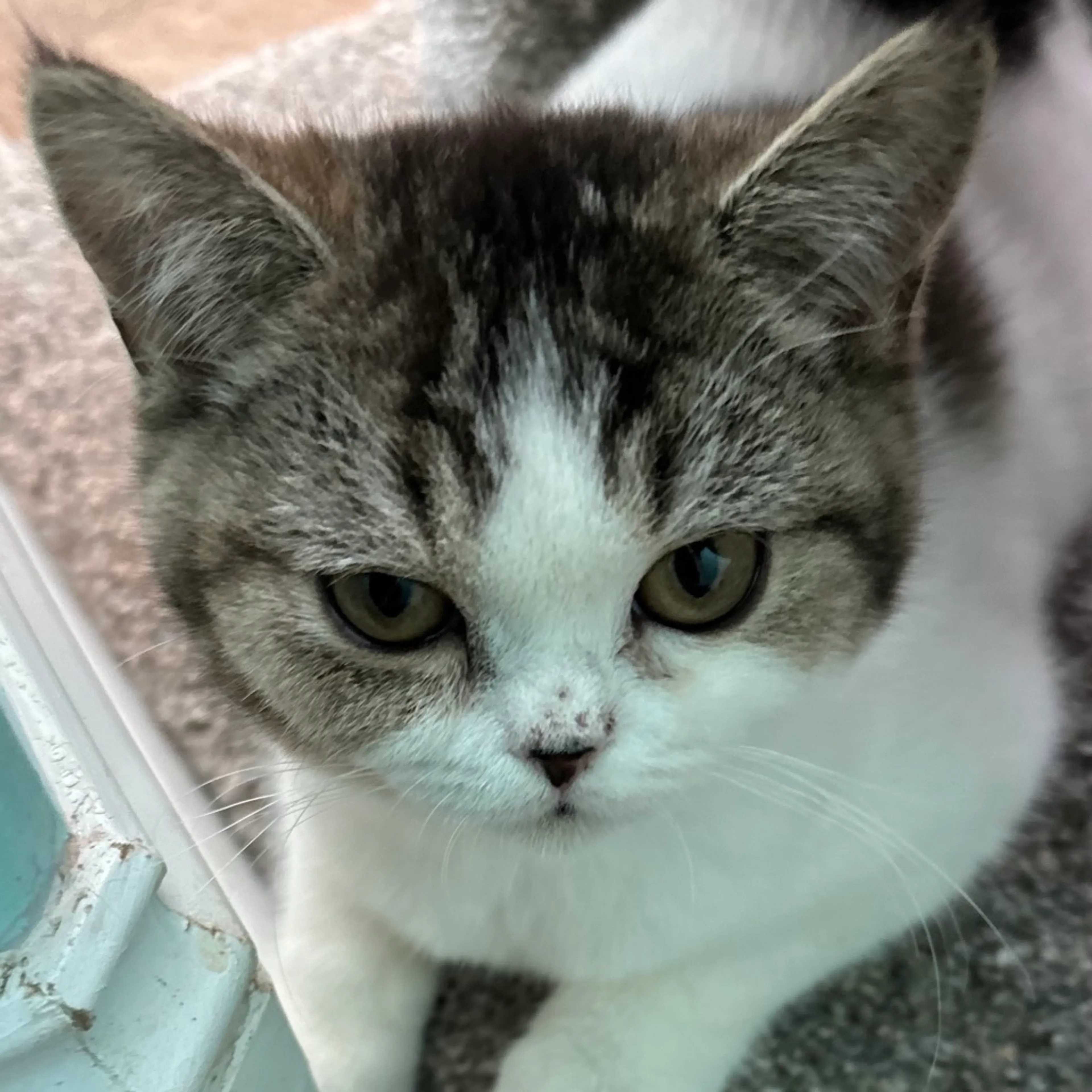 Found pet-2