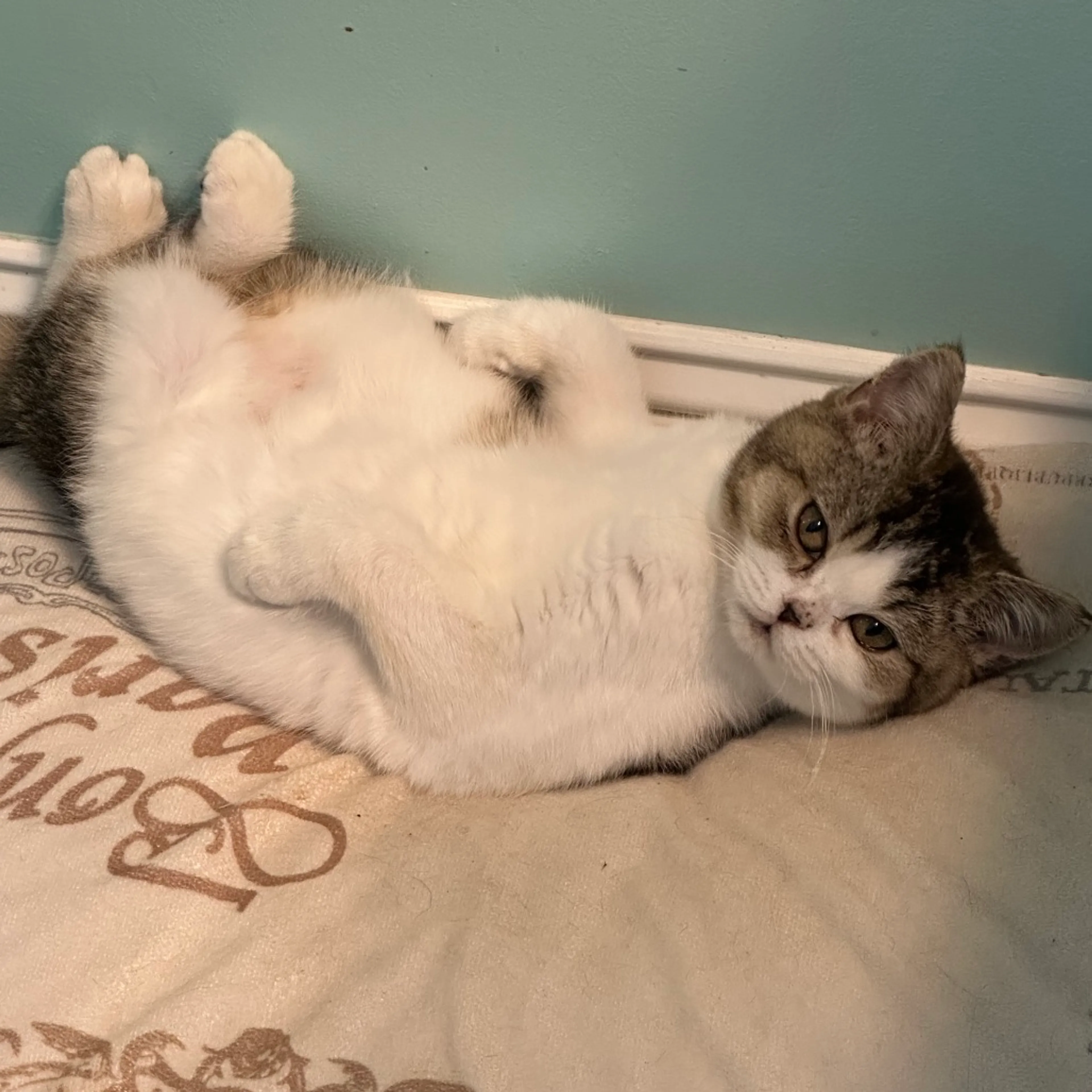 Found pet-3
