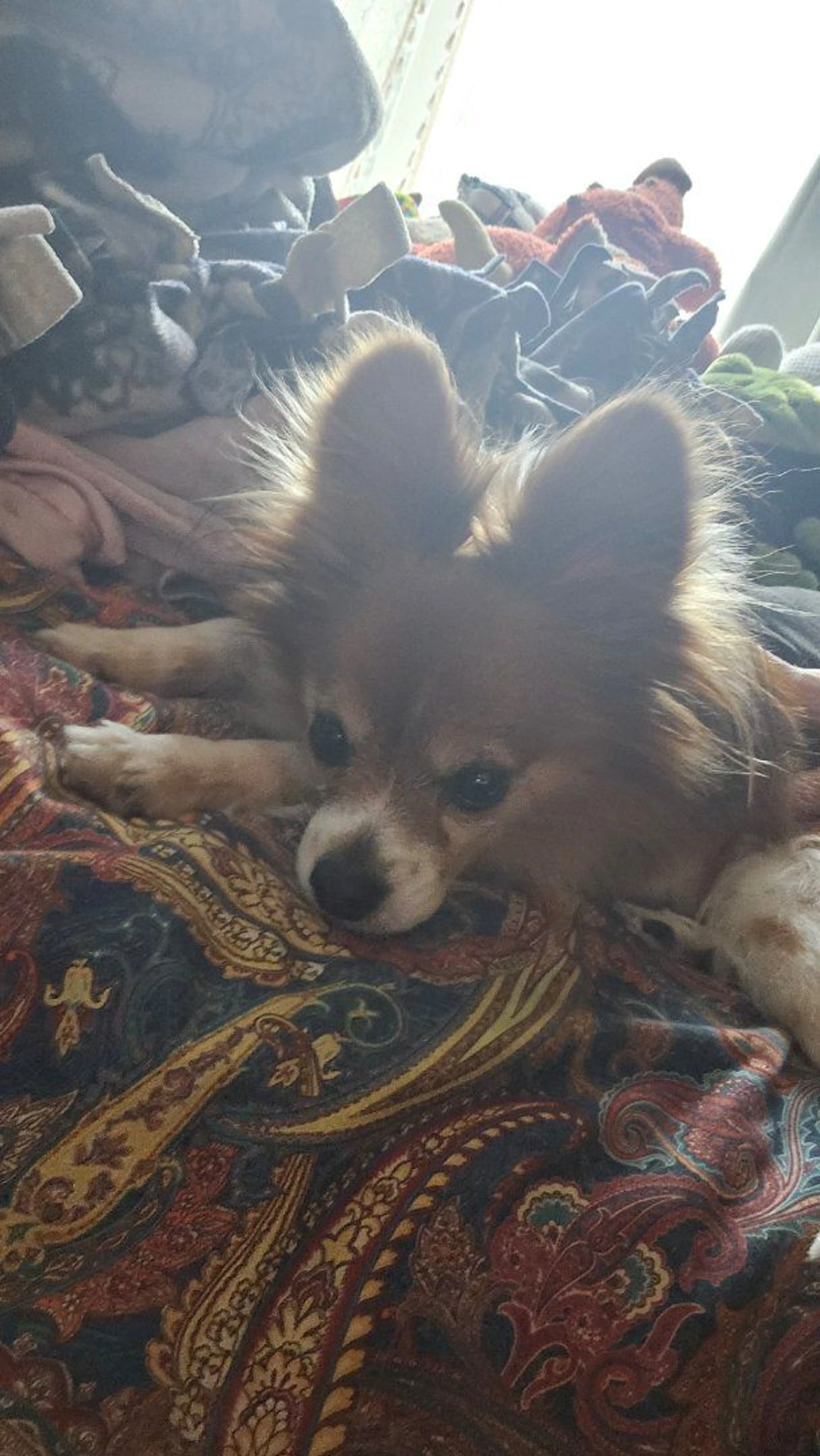 Lost pet-3