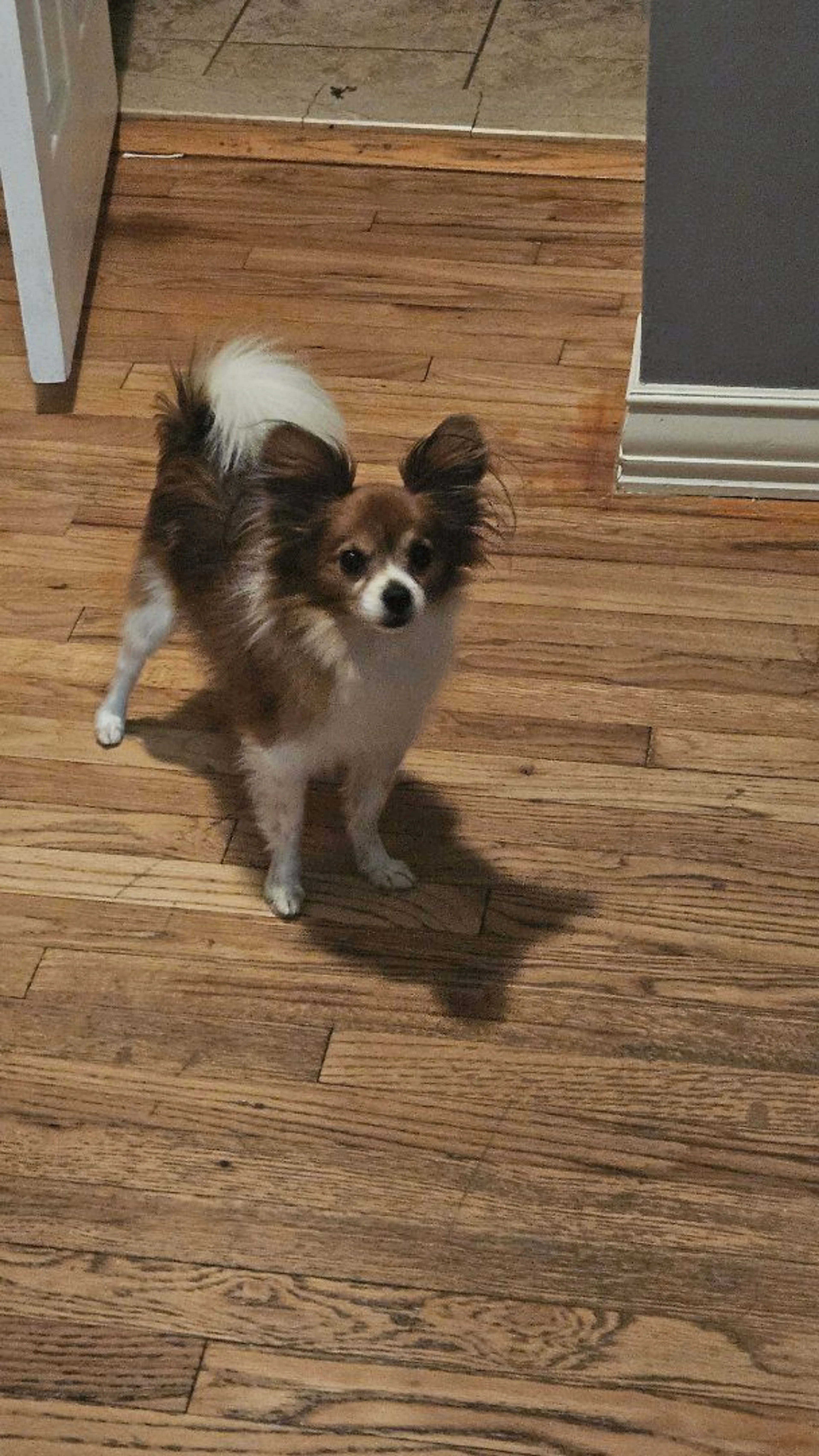 Lost pet-1