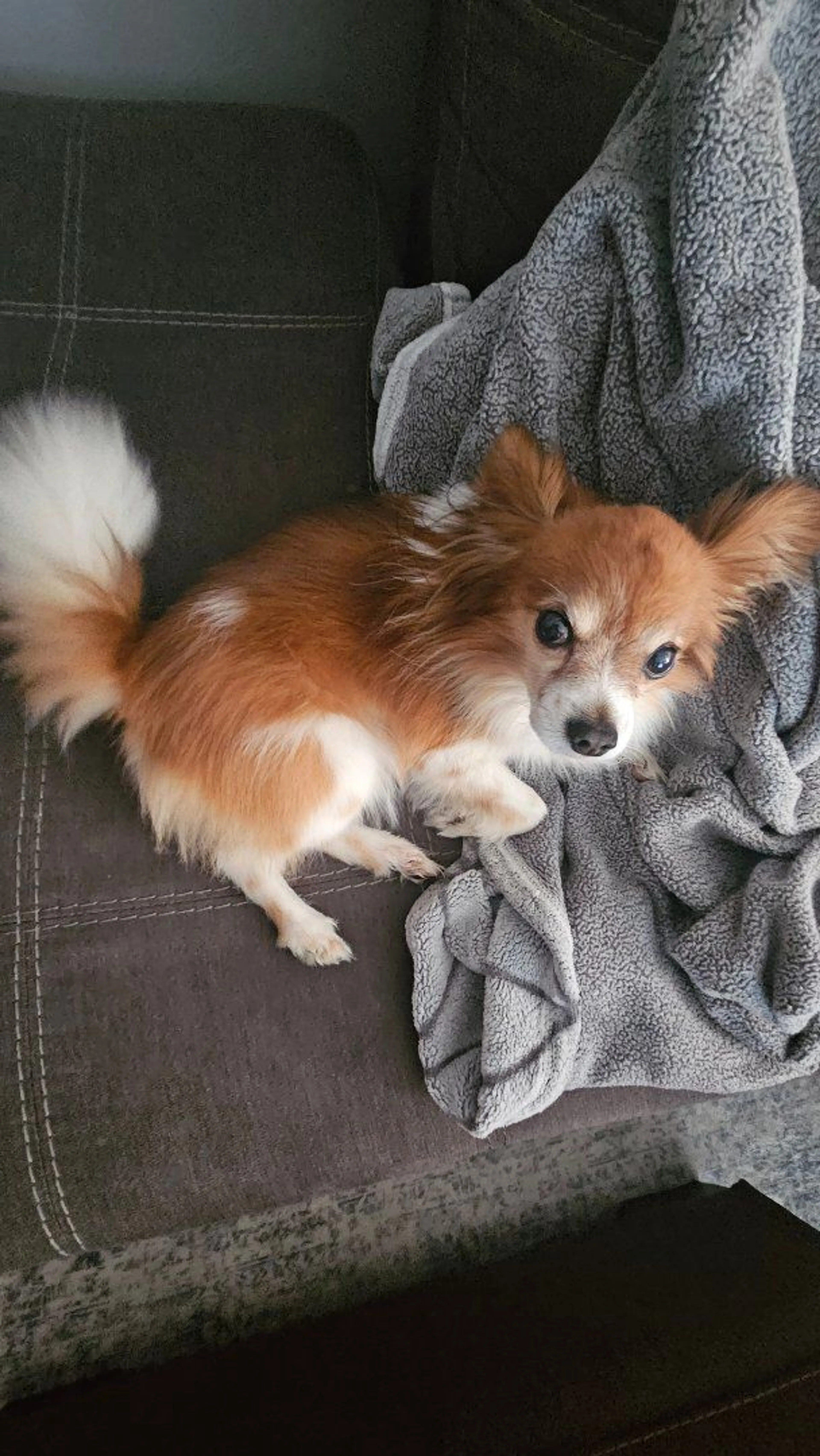 Lost pet-2