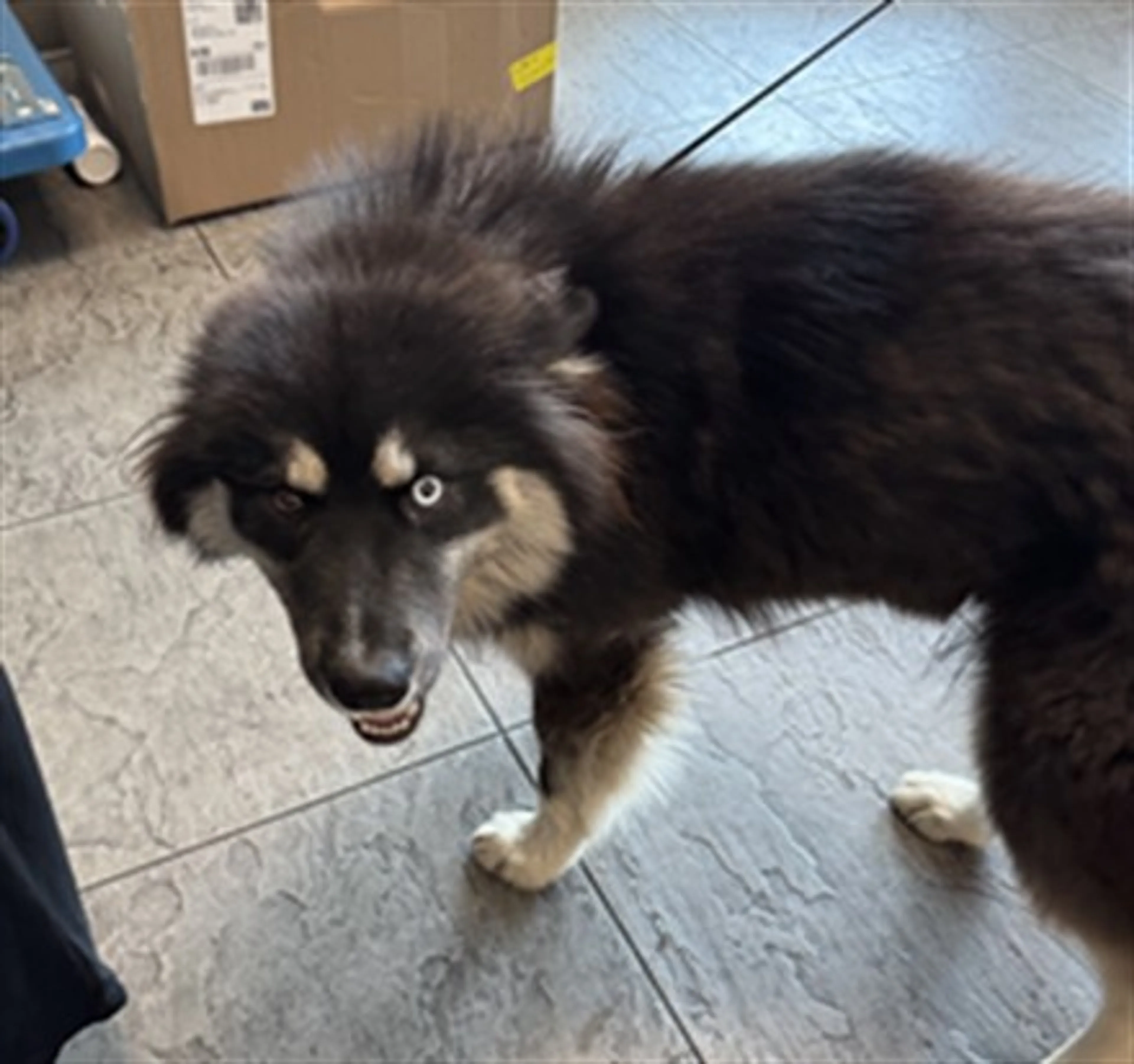Found pet