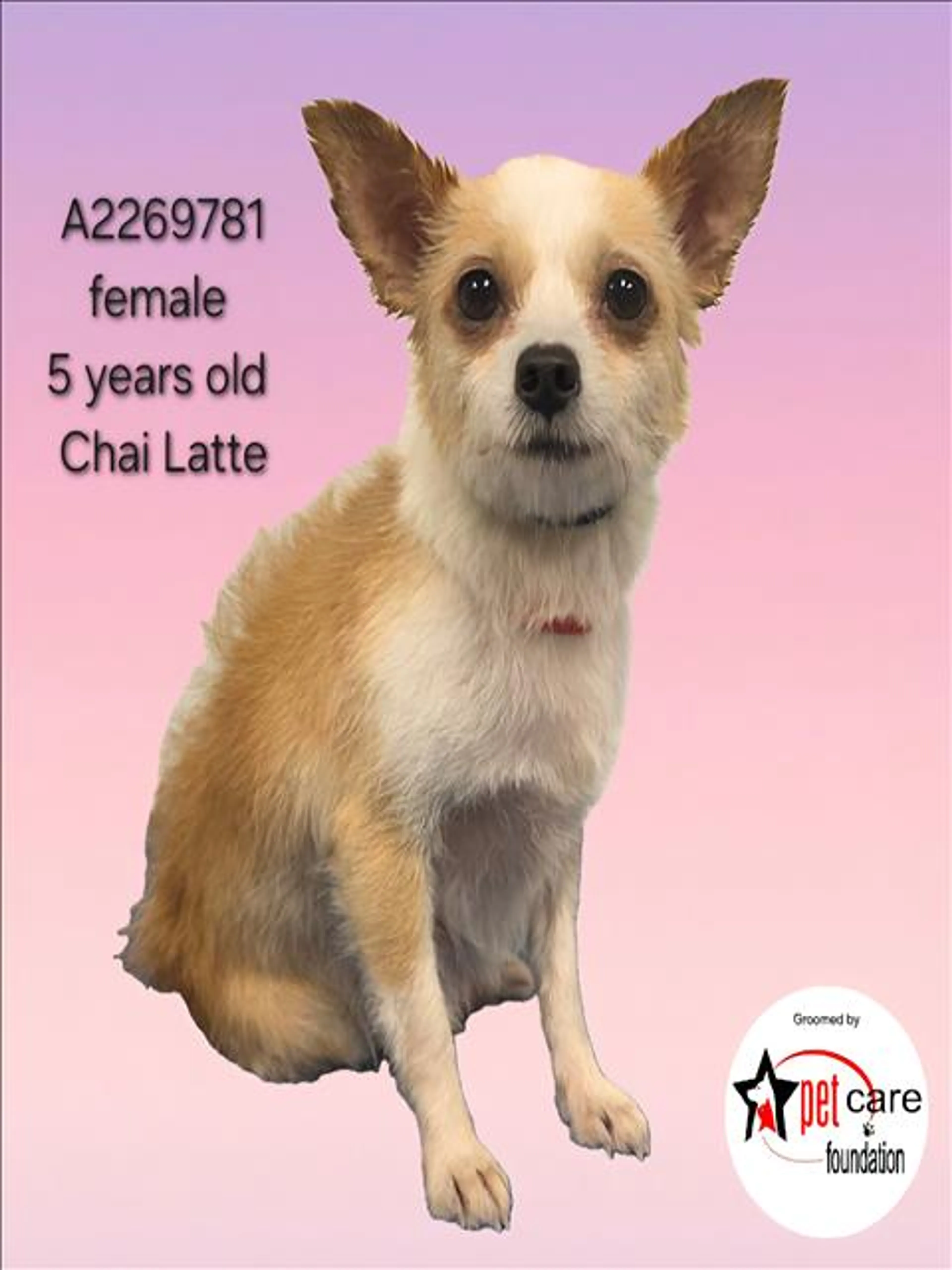 Found pet