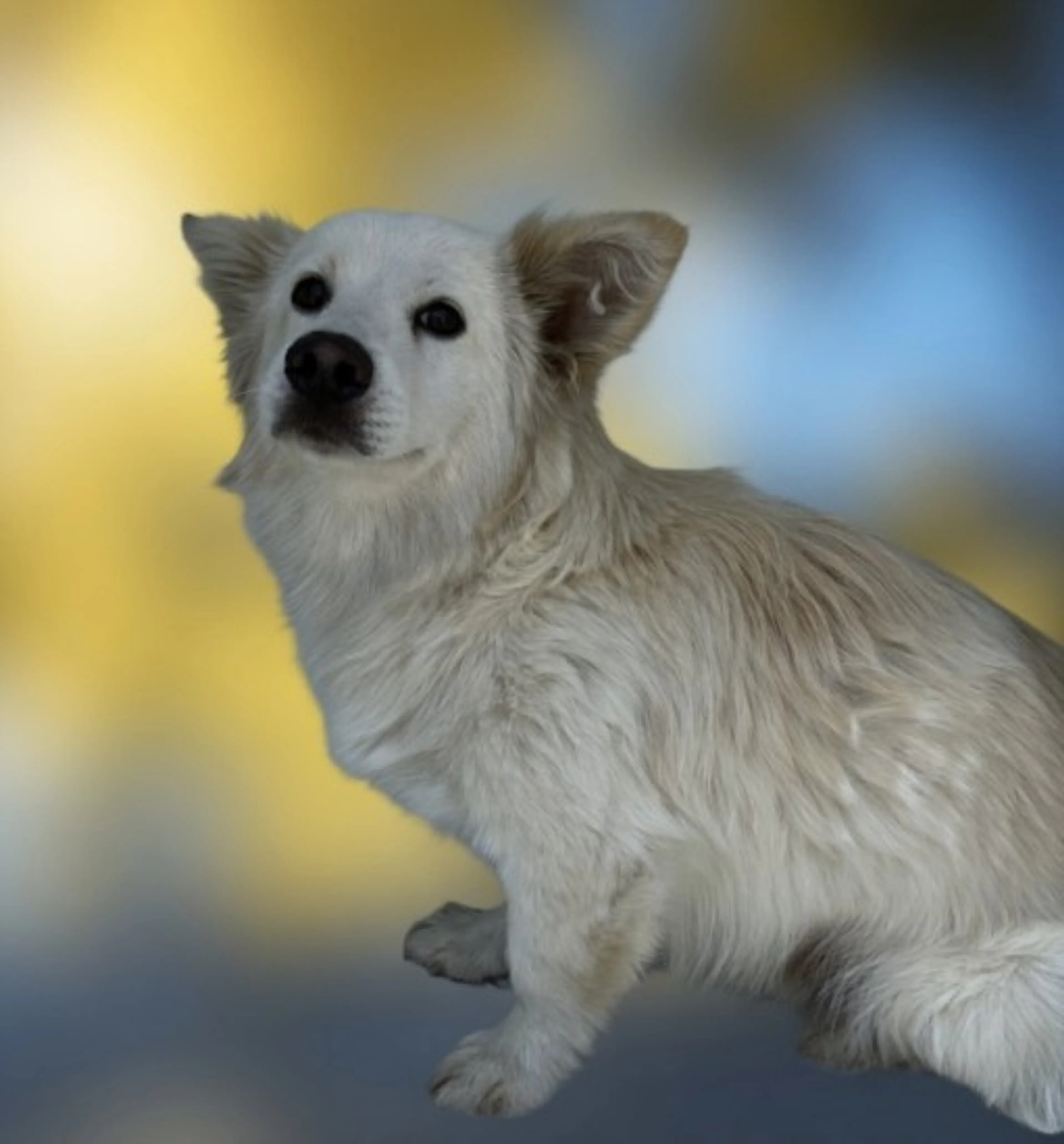 Found pet