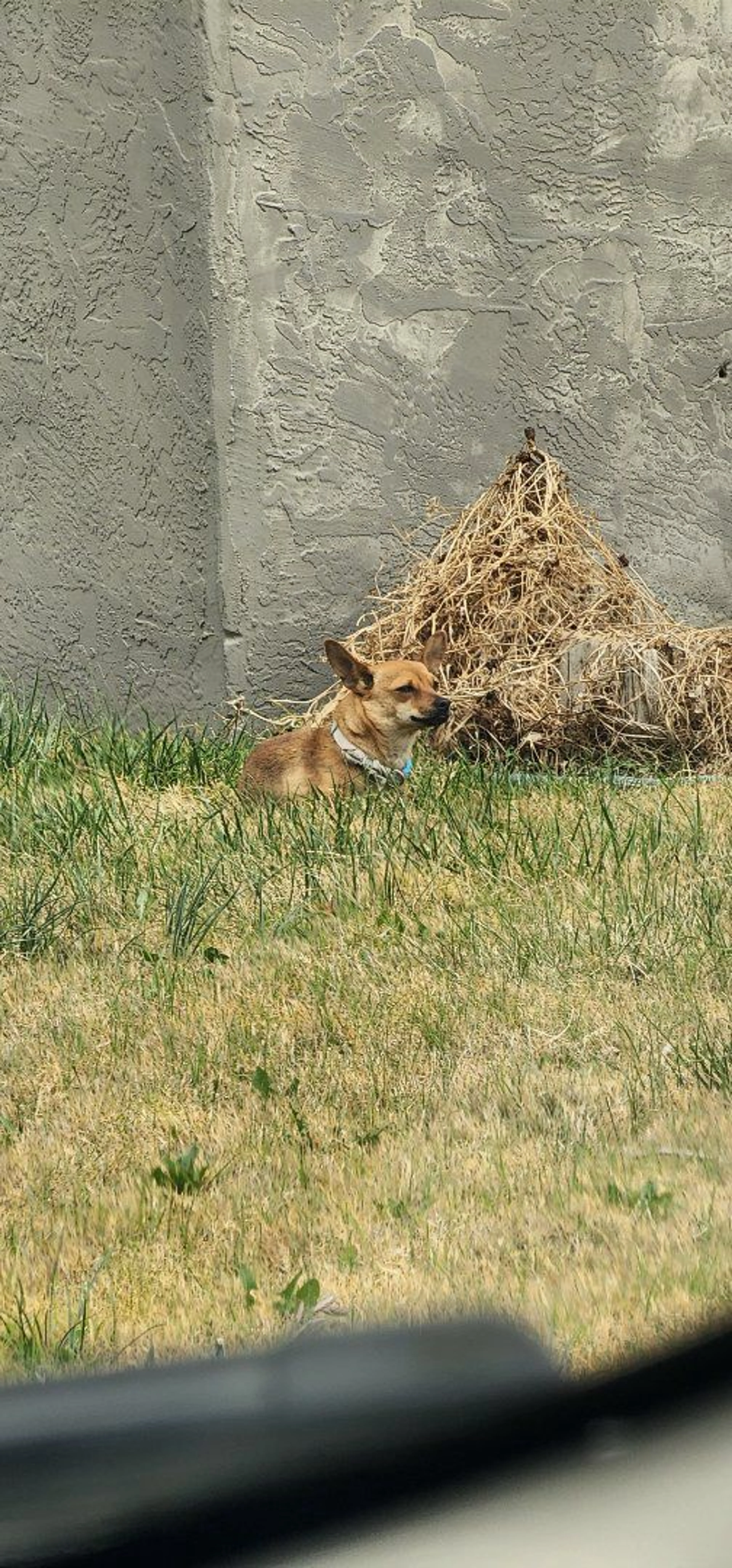 Lost pet