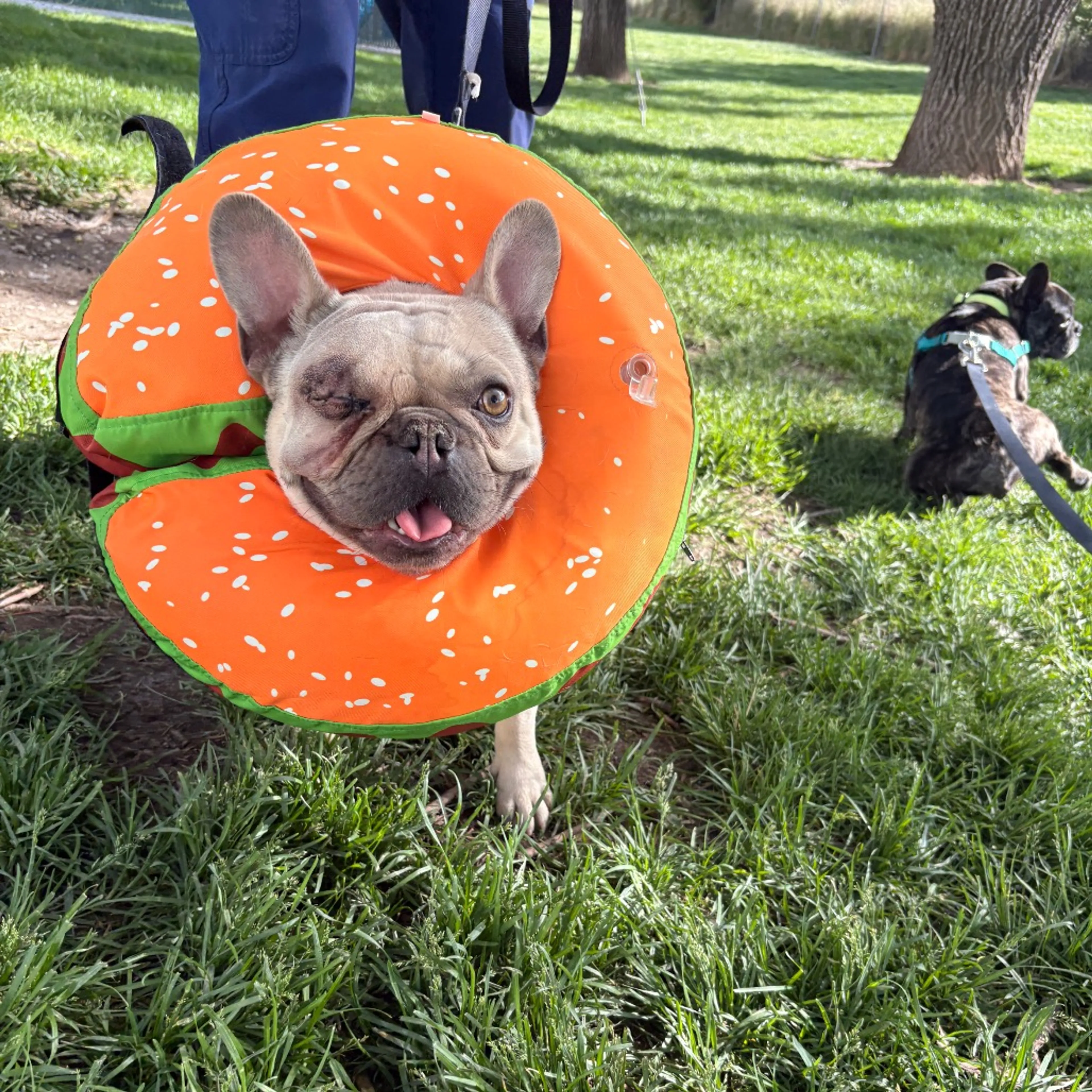 Found pet-2