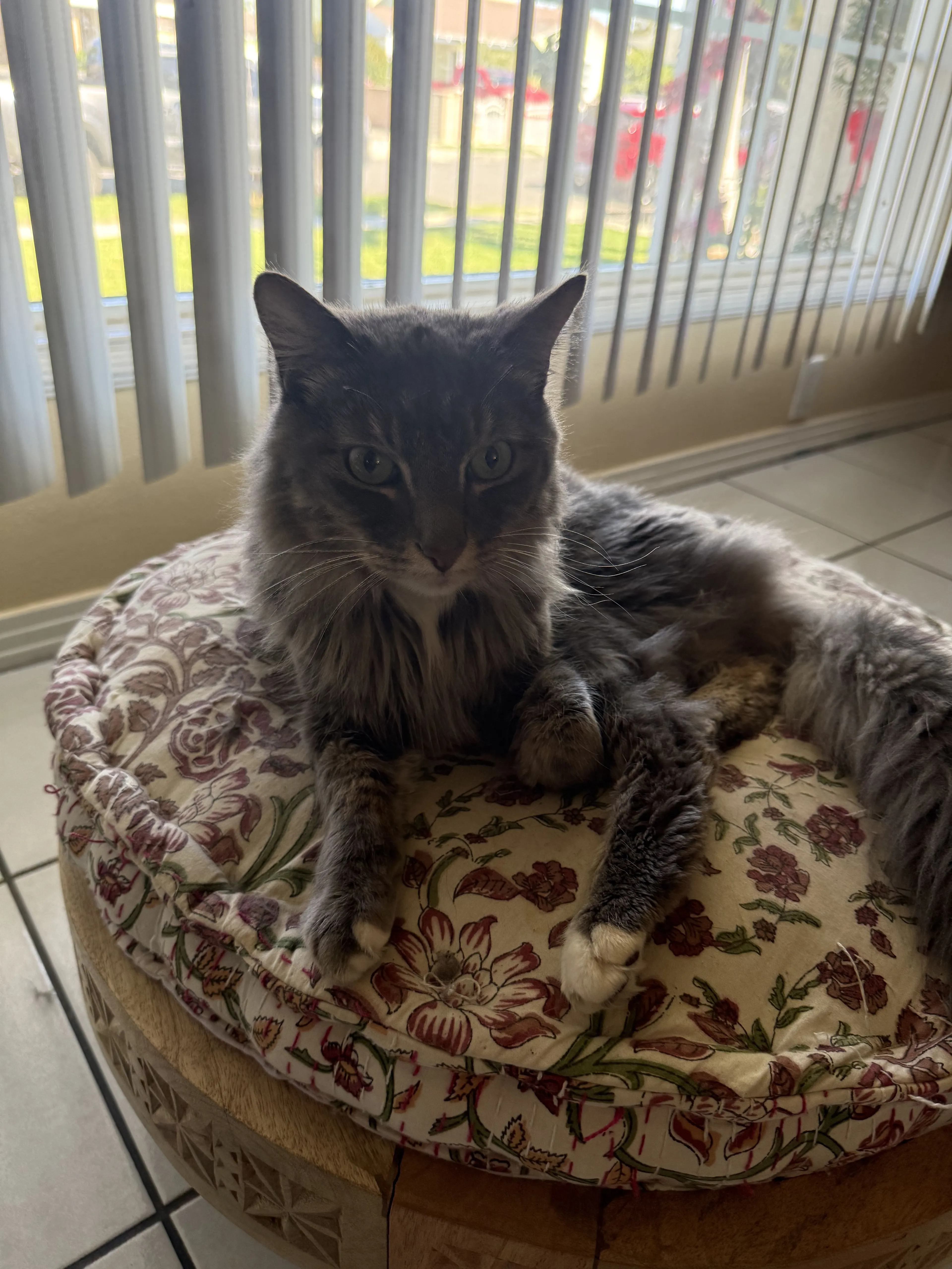 Lost pet-2