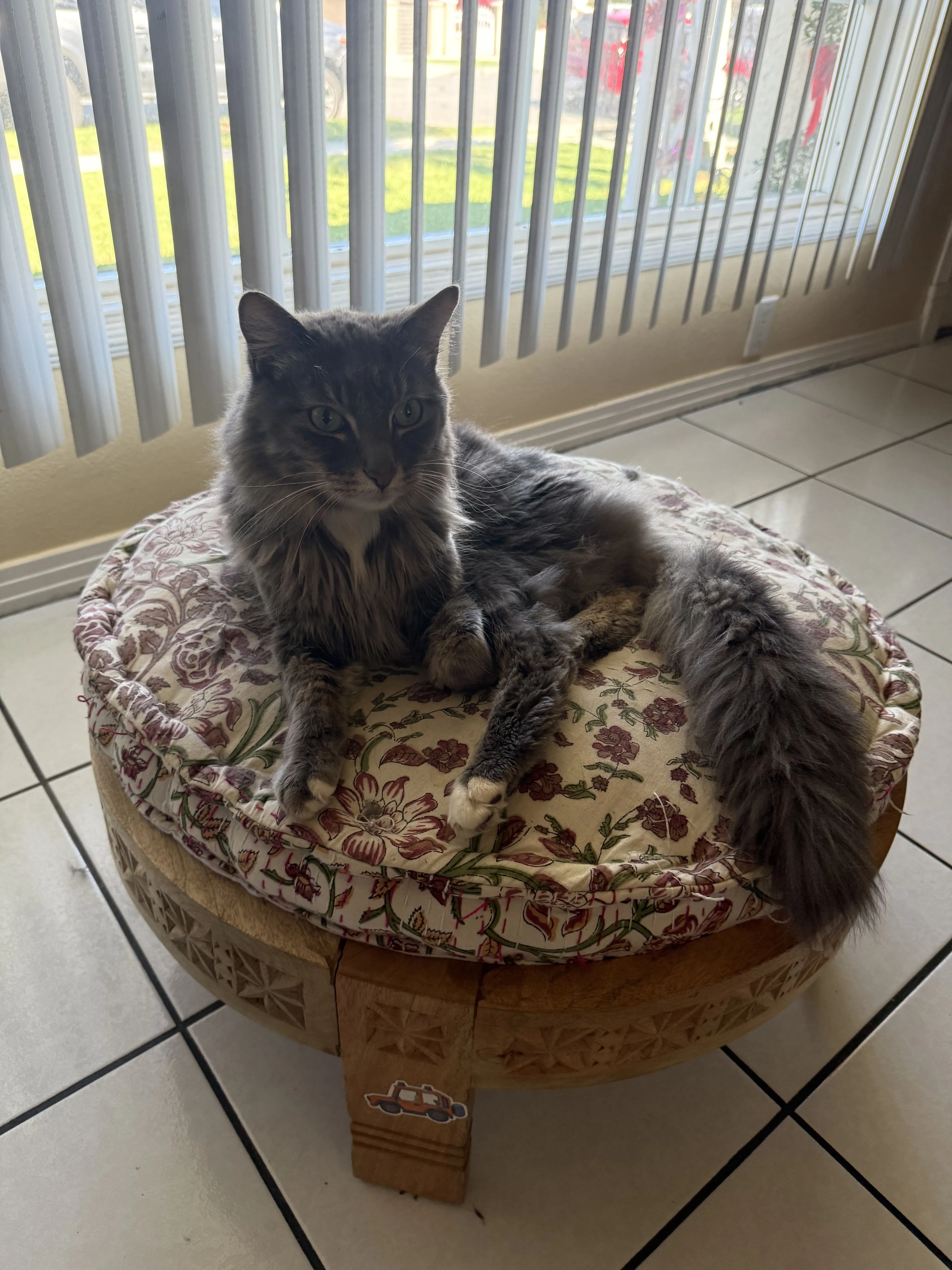 Lost pet-1