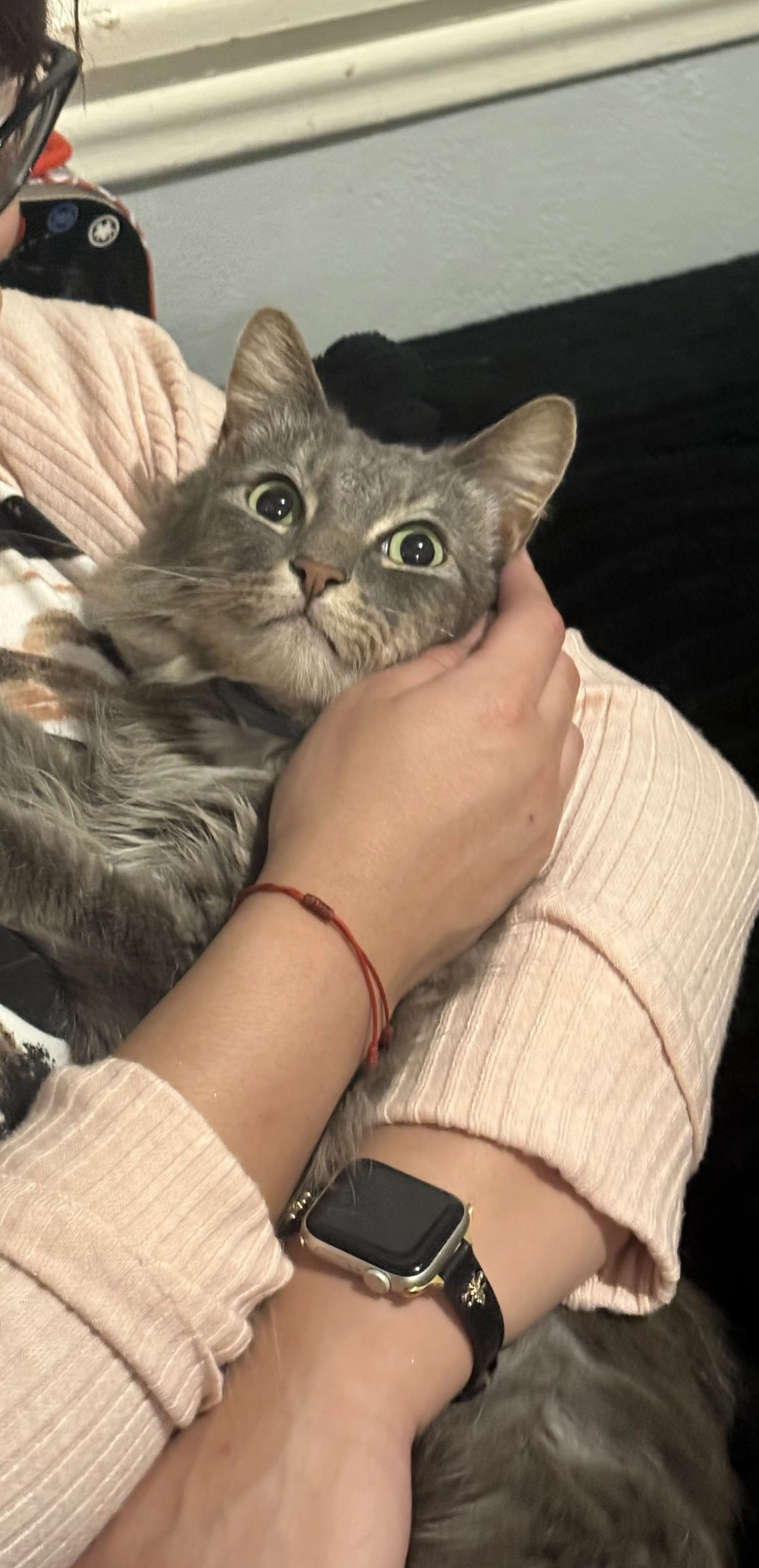 Lost pet-0