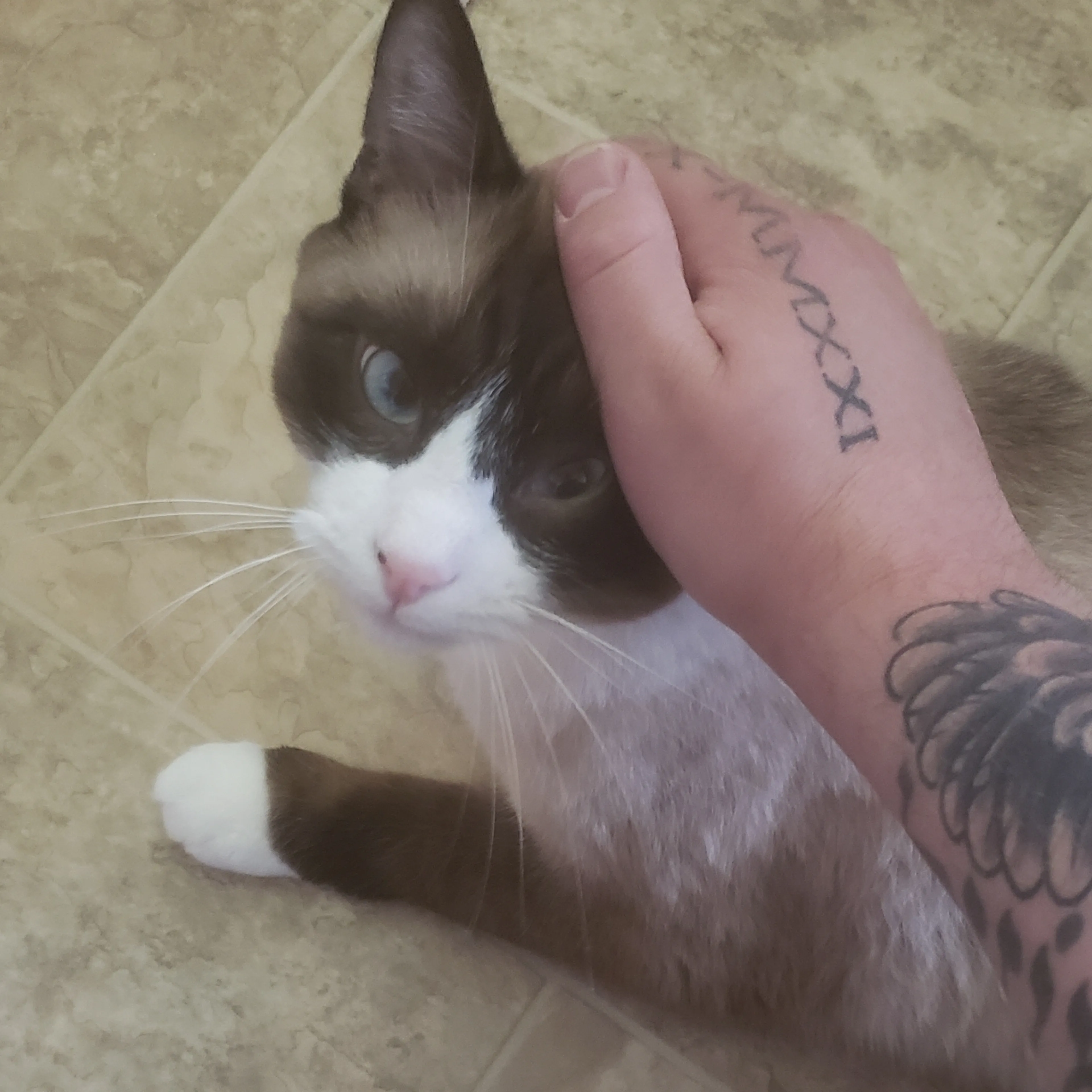 Lost pet-2