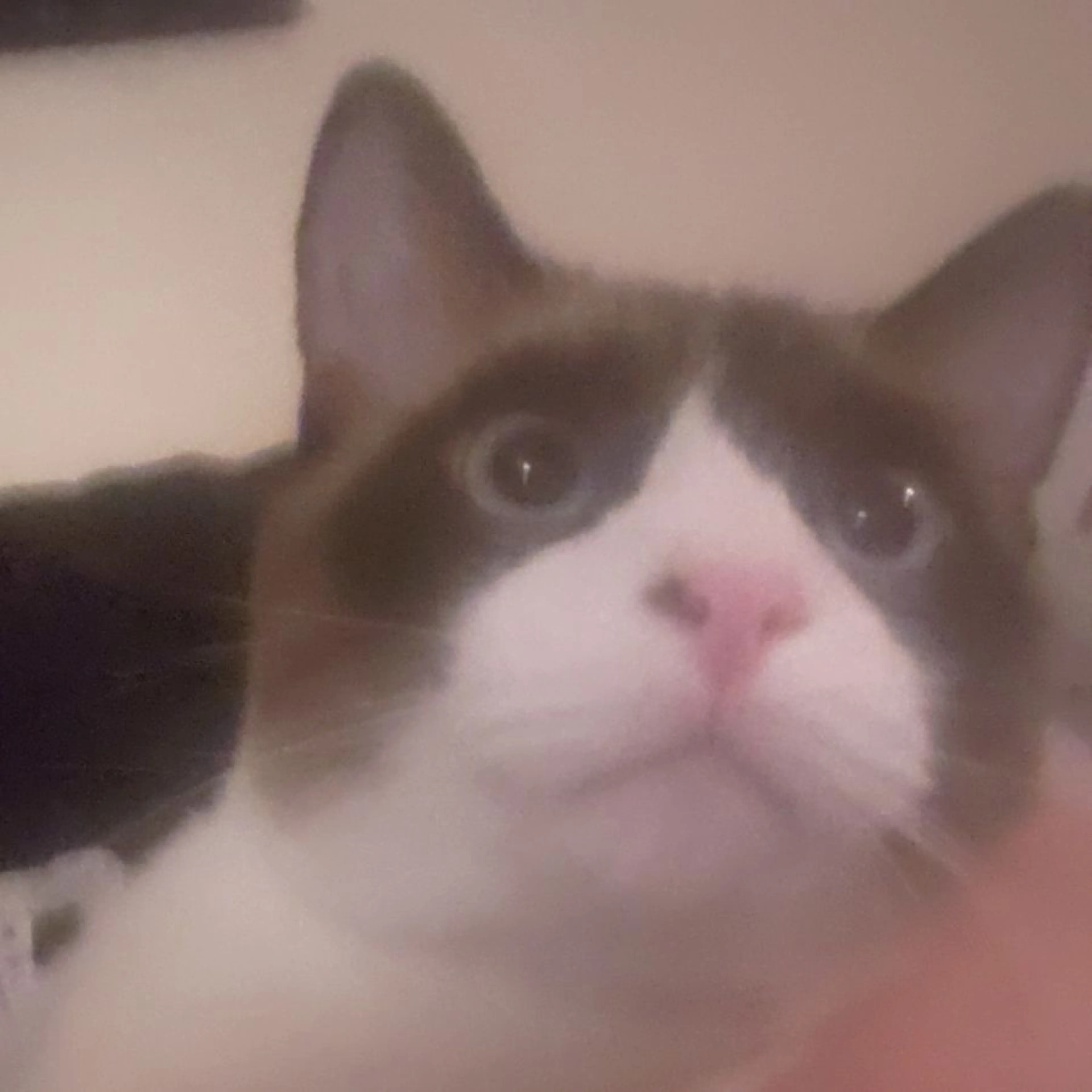 Lost pet-0