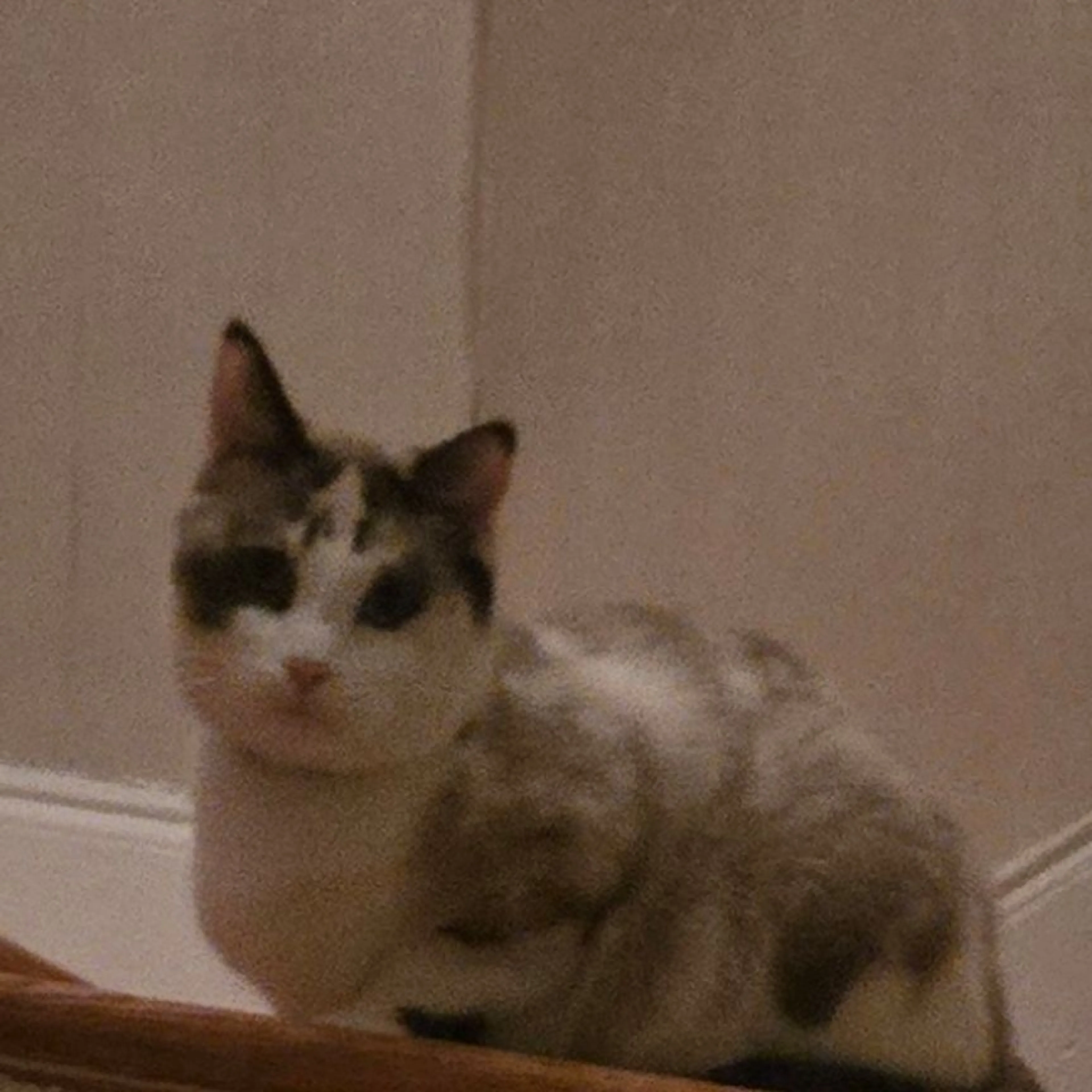 Lost pet