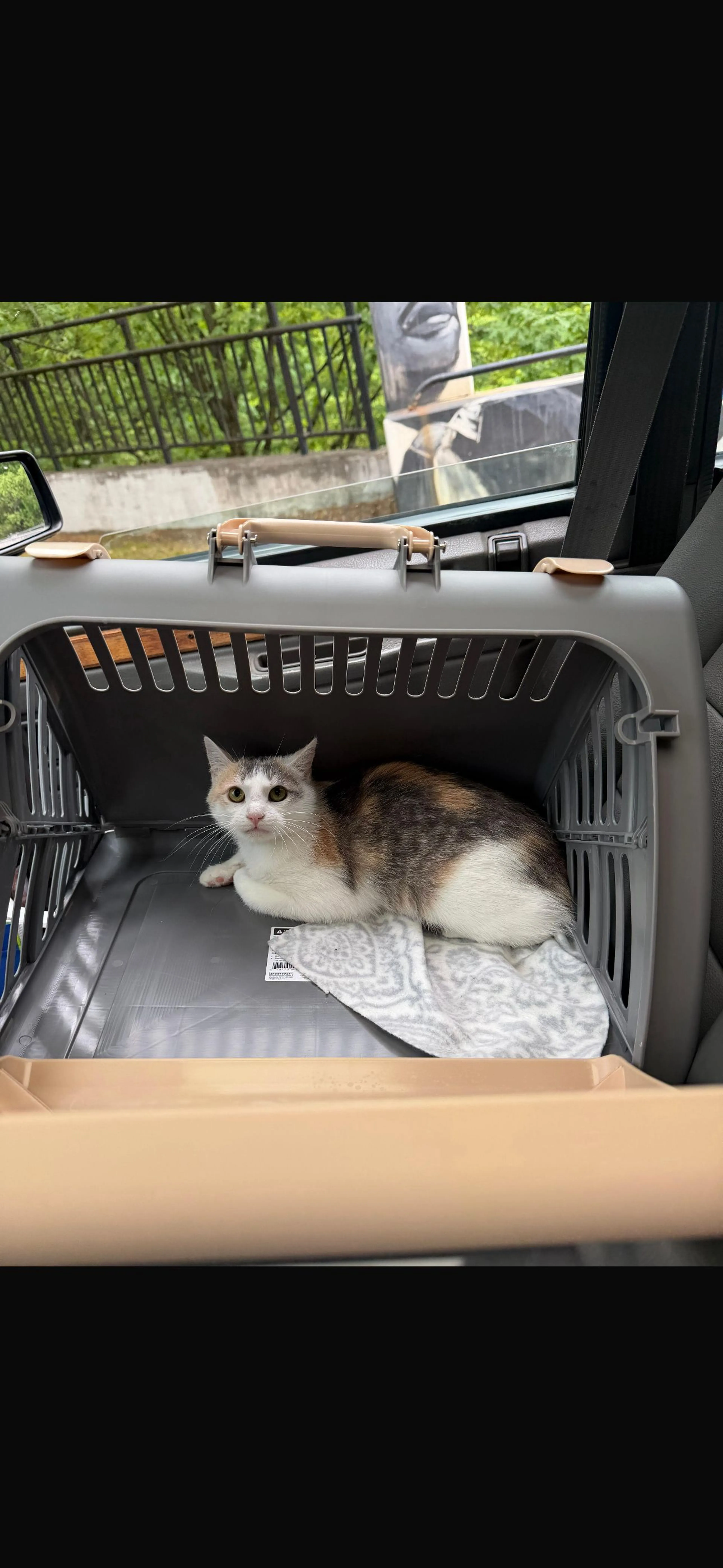 Lost pet