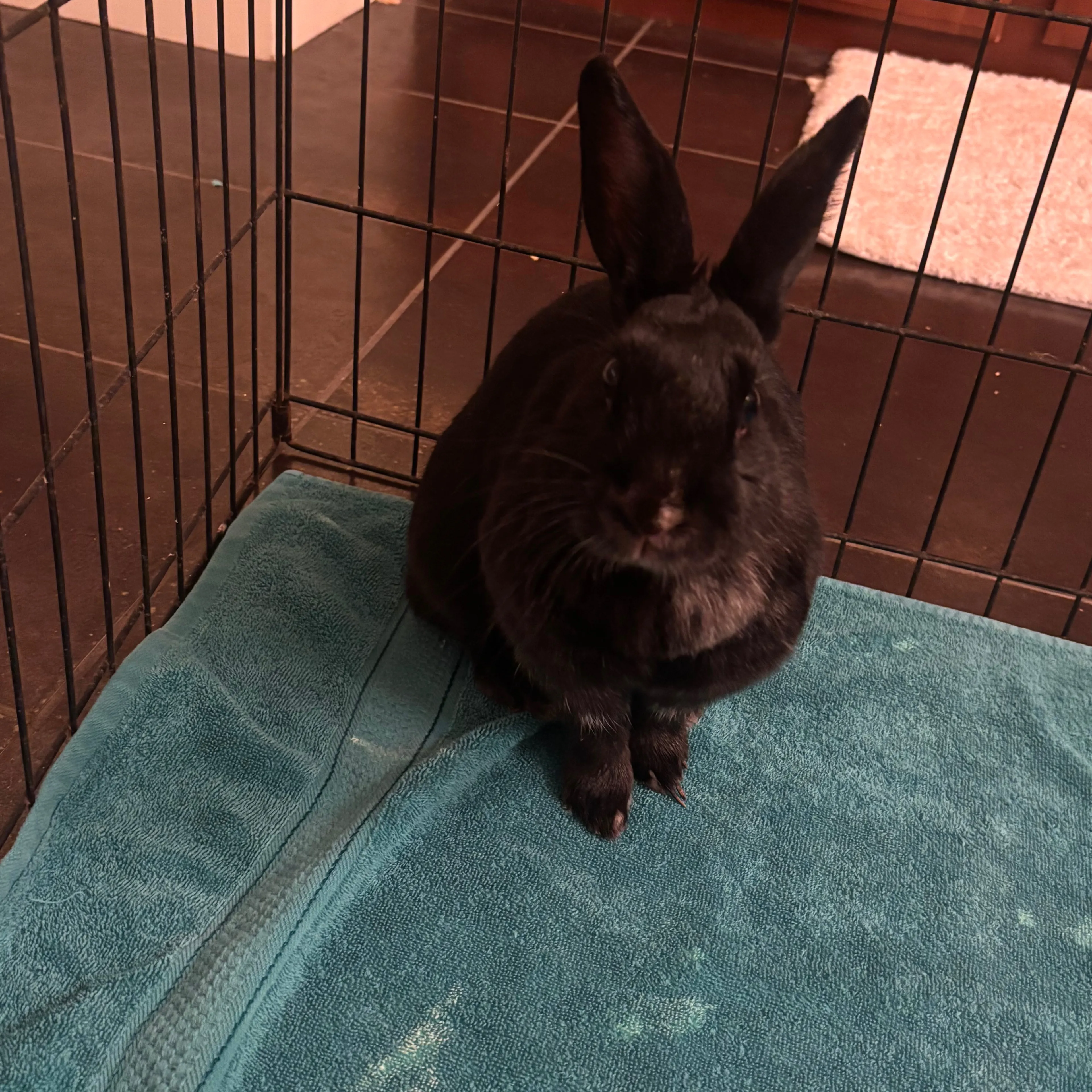 Found pet-1