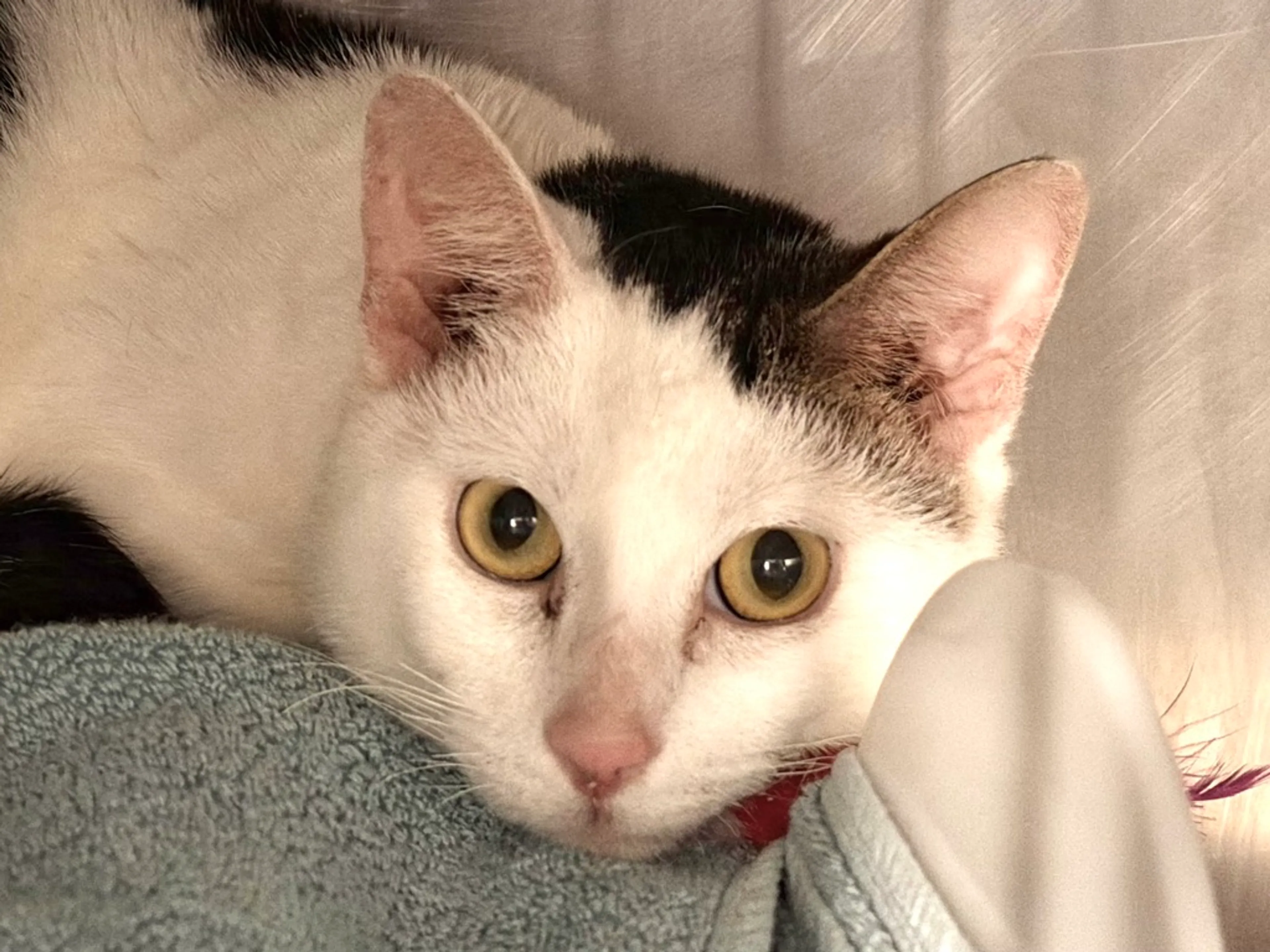 Found pet-8