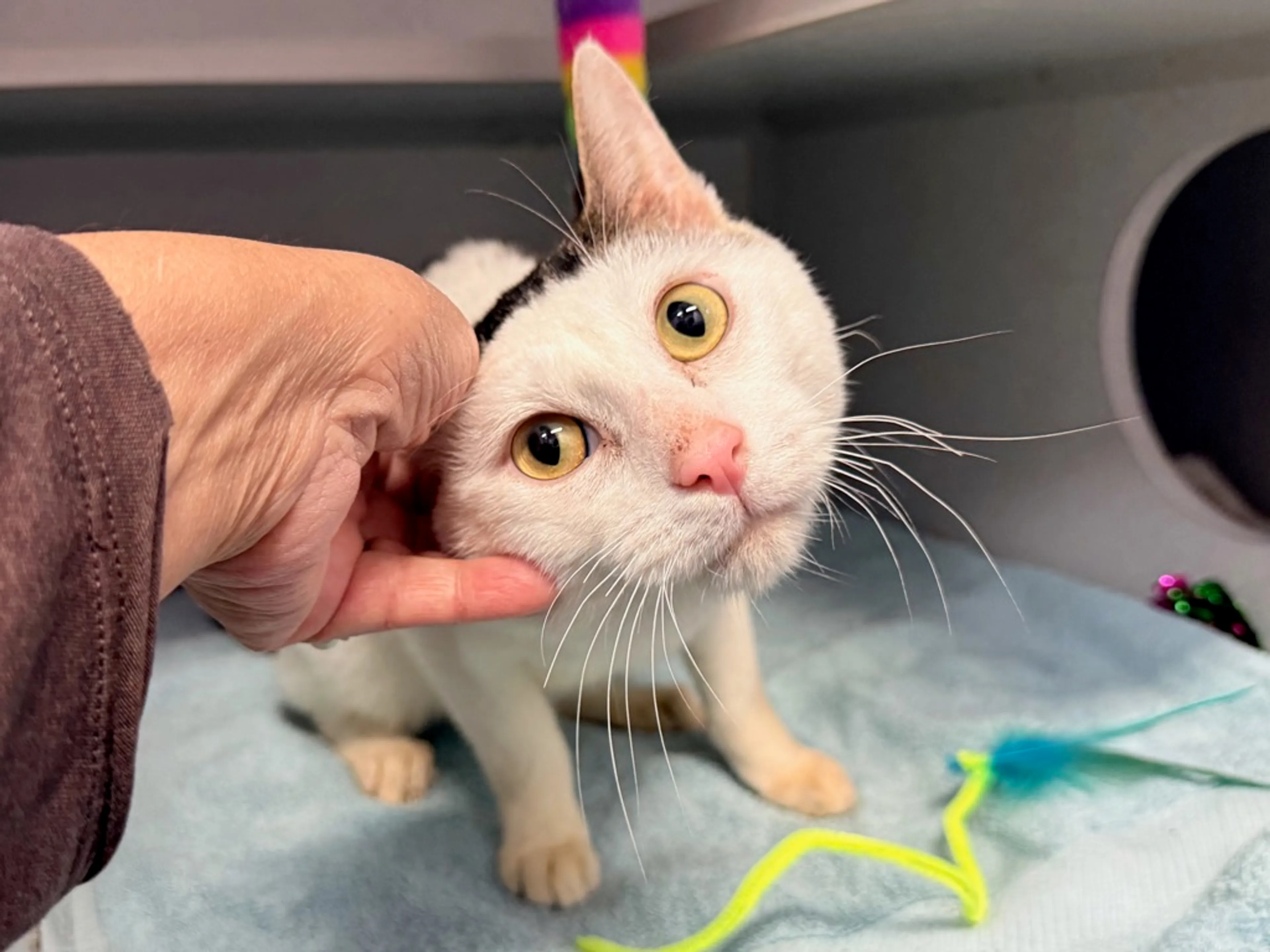 Found pet-6