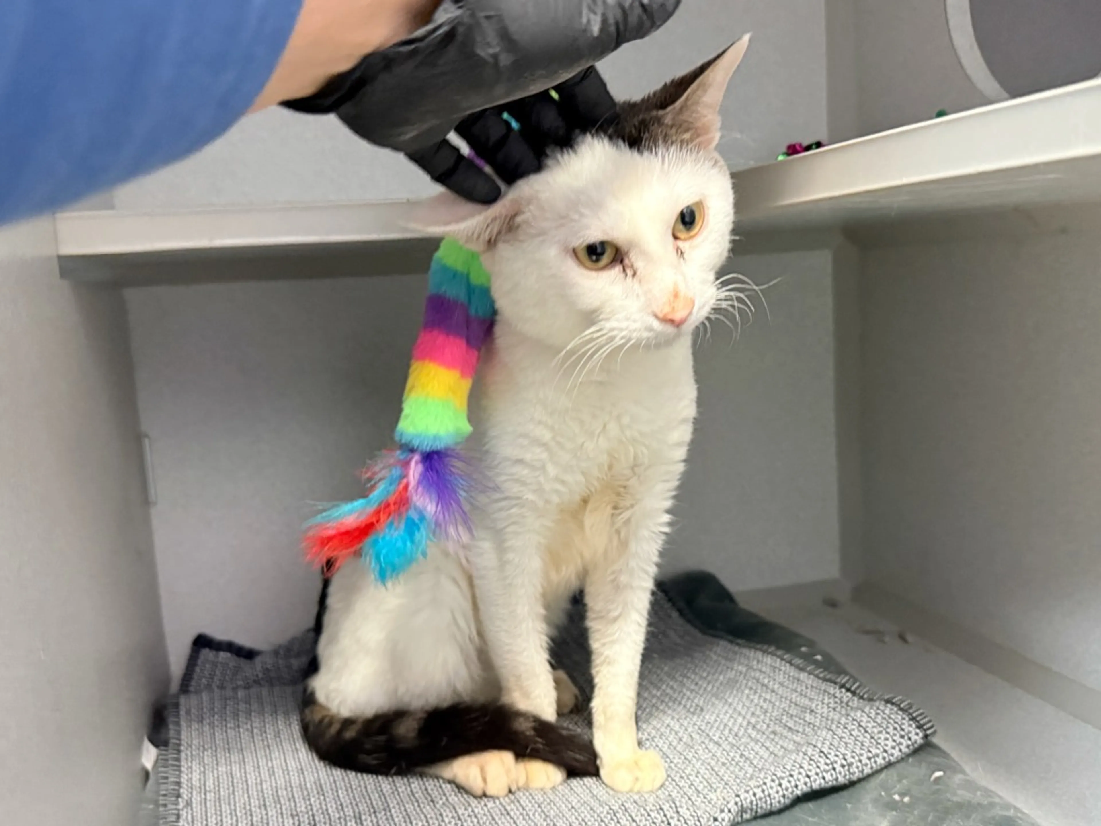 Found pet-1