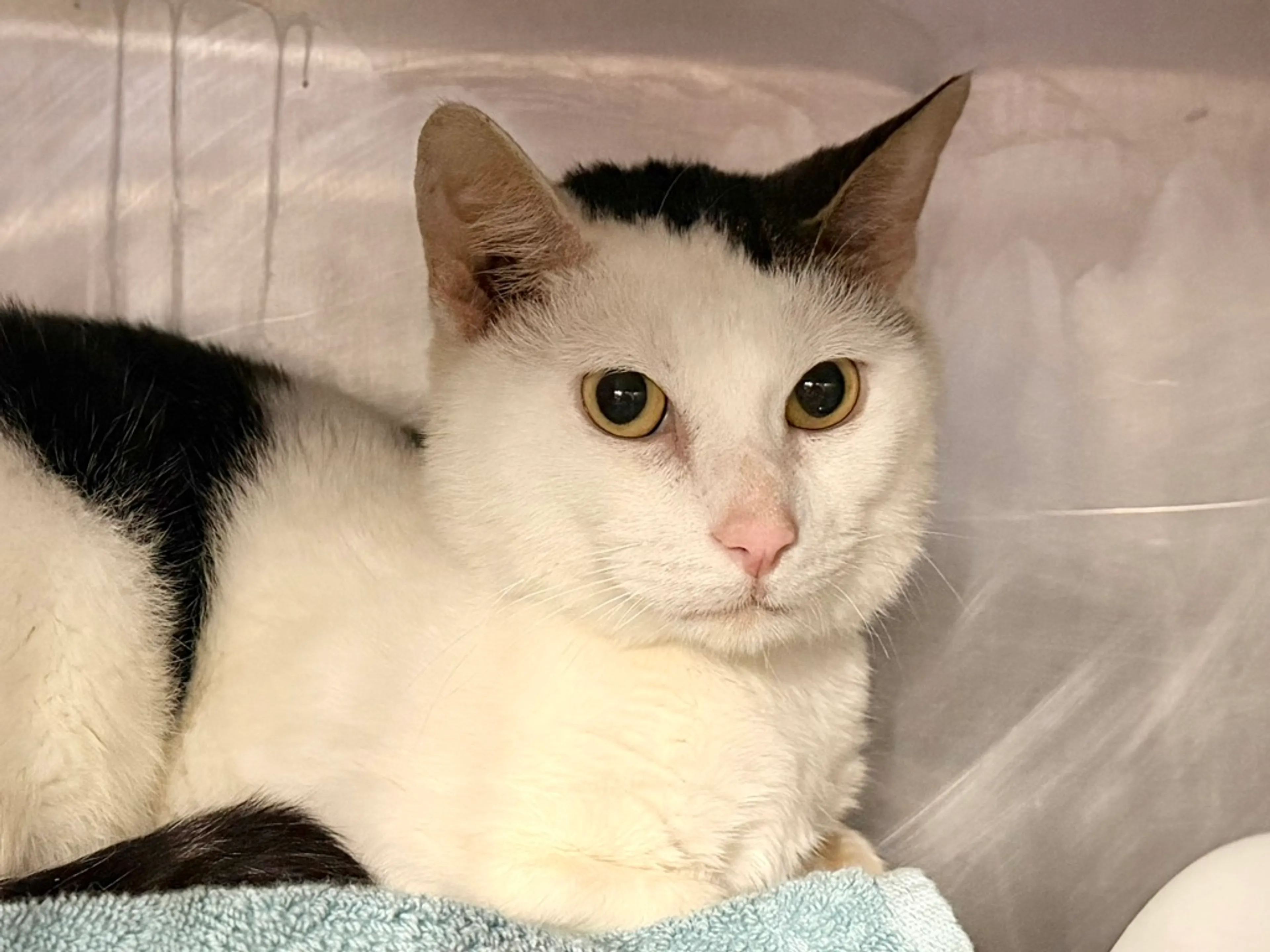 Found pet-9