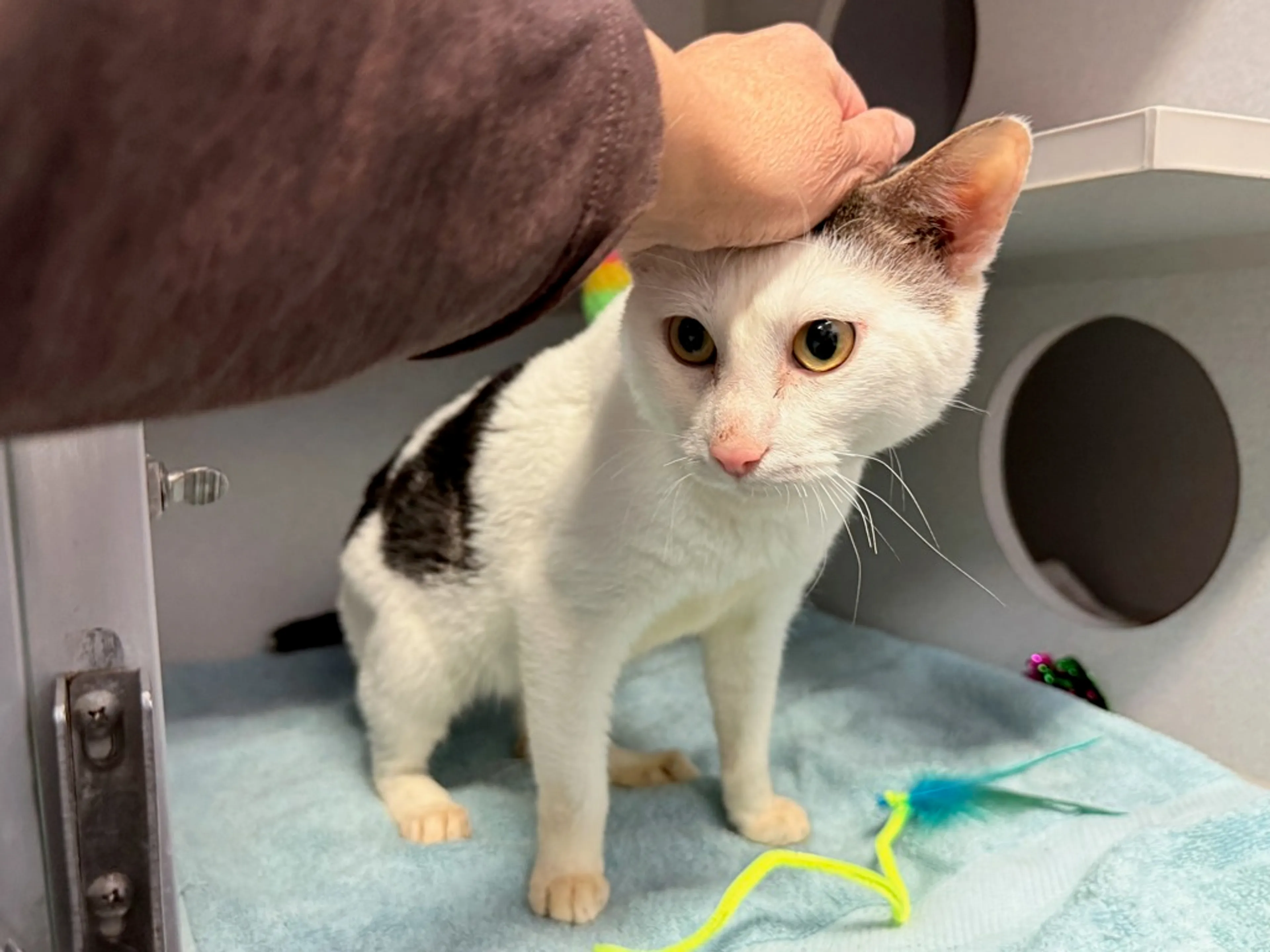Found pet-5