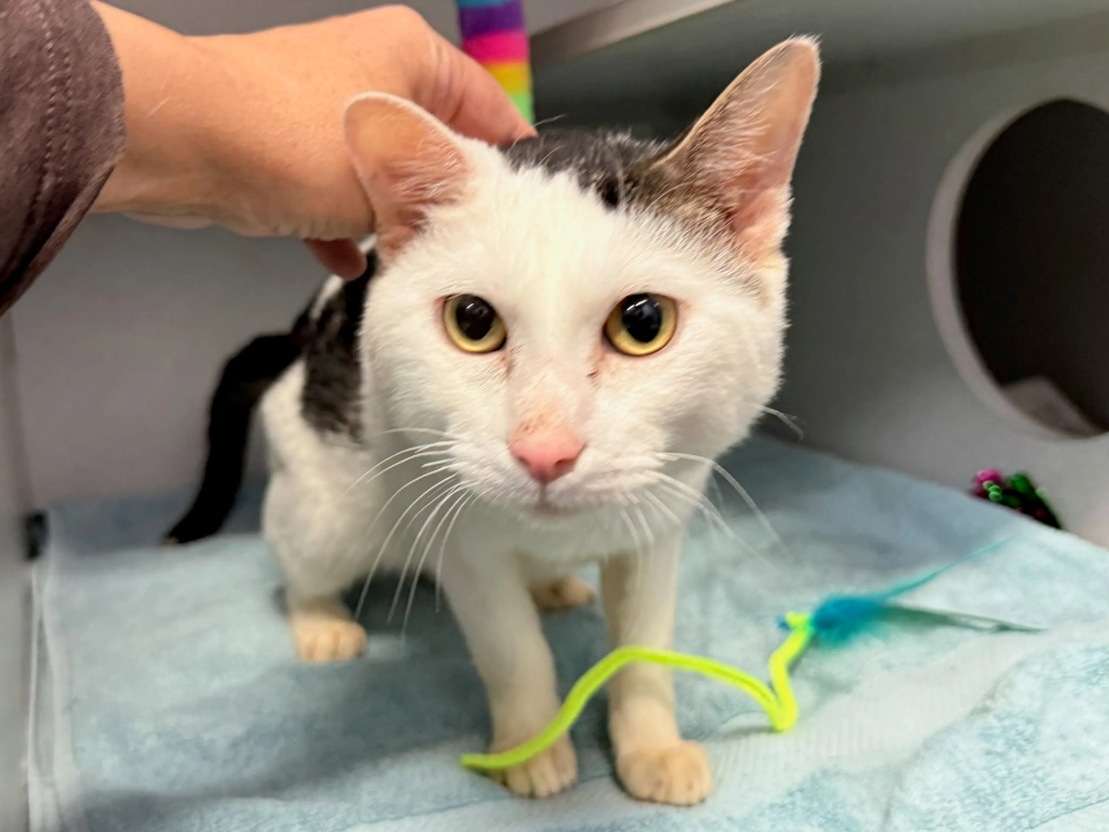 Found pet-7