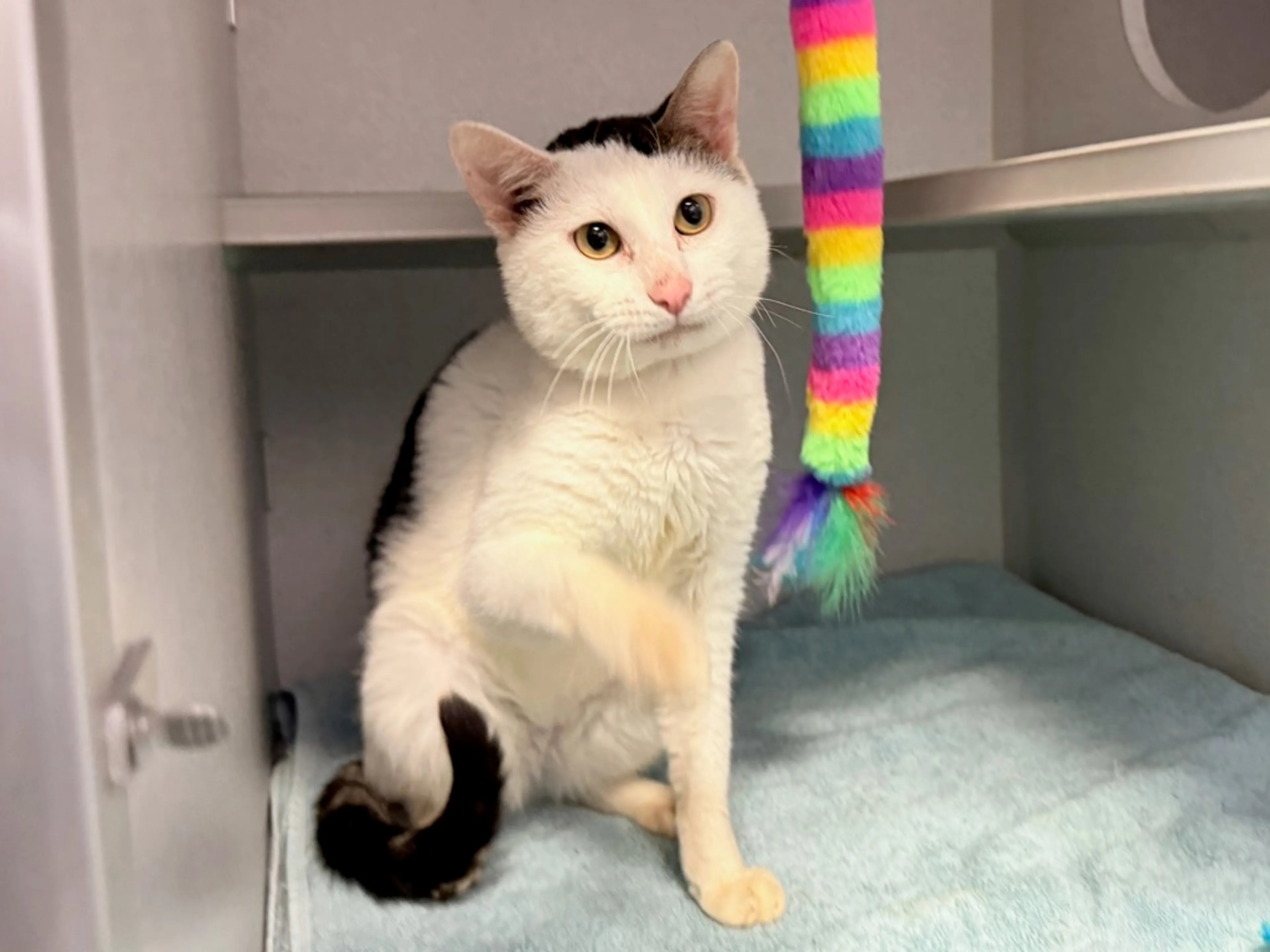Found pet-3