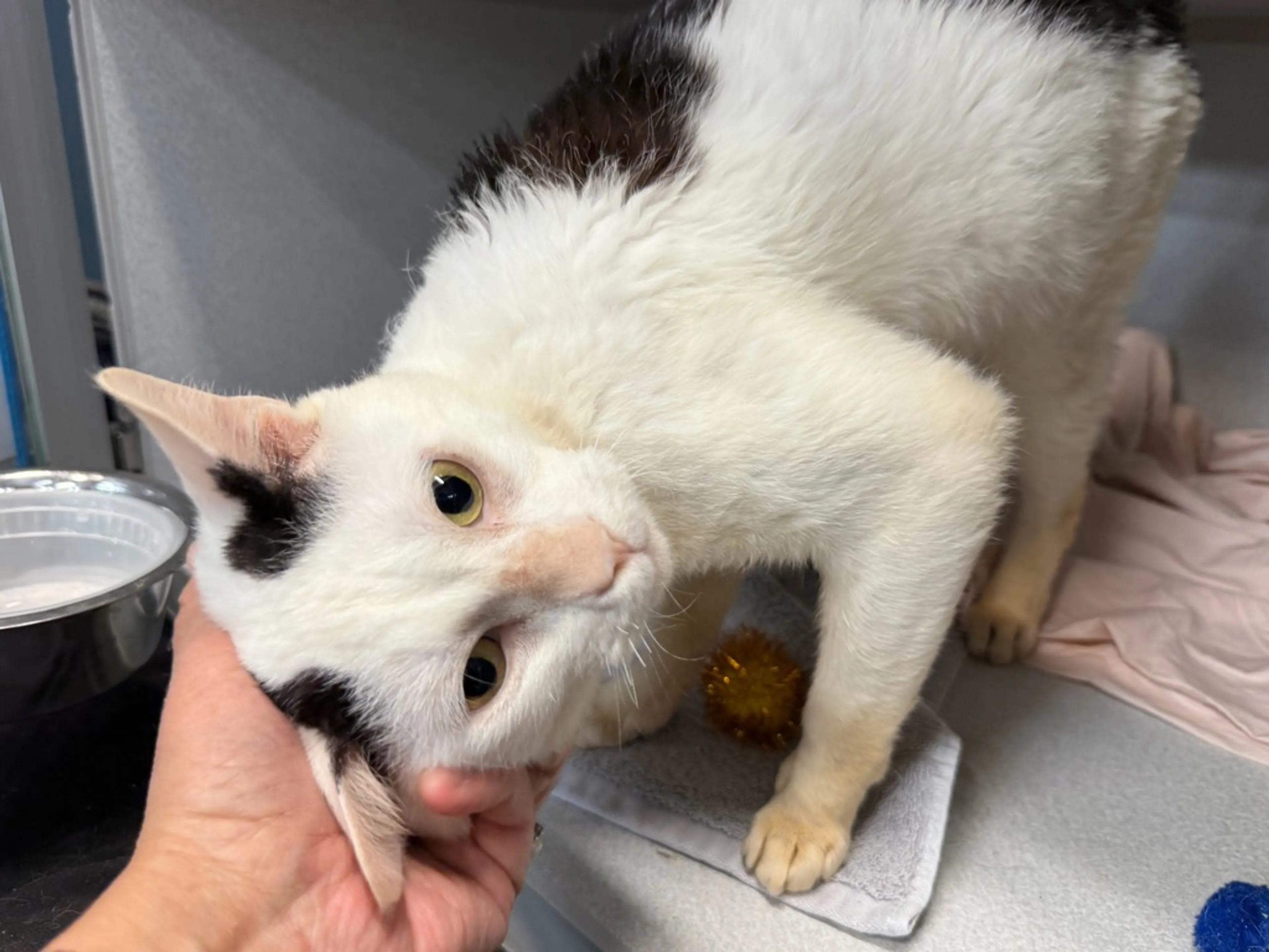 Found pet-3