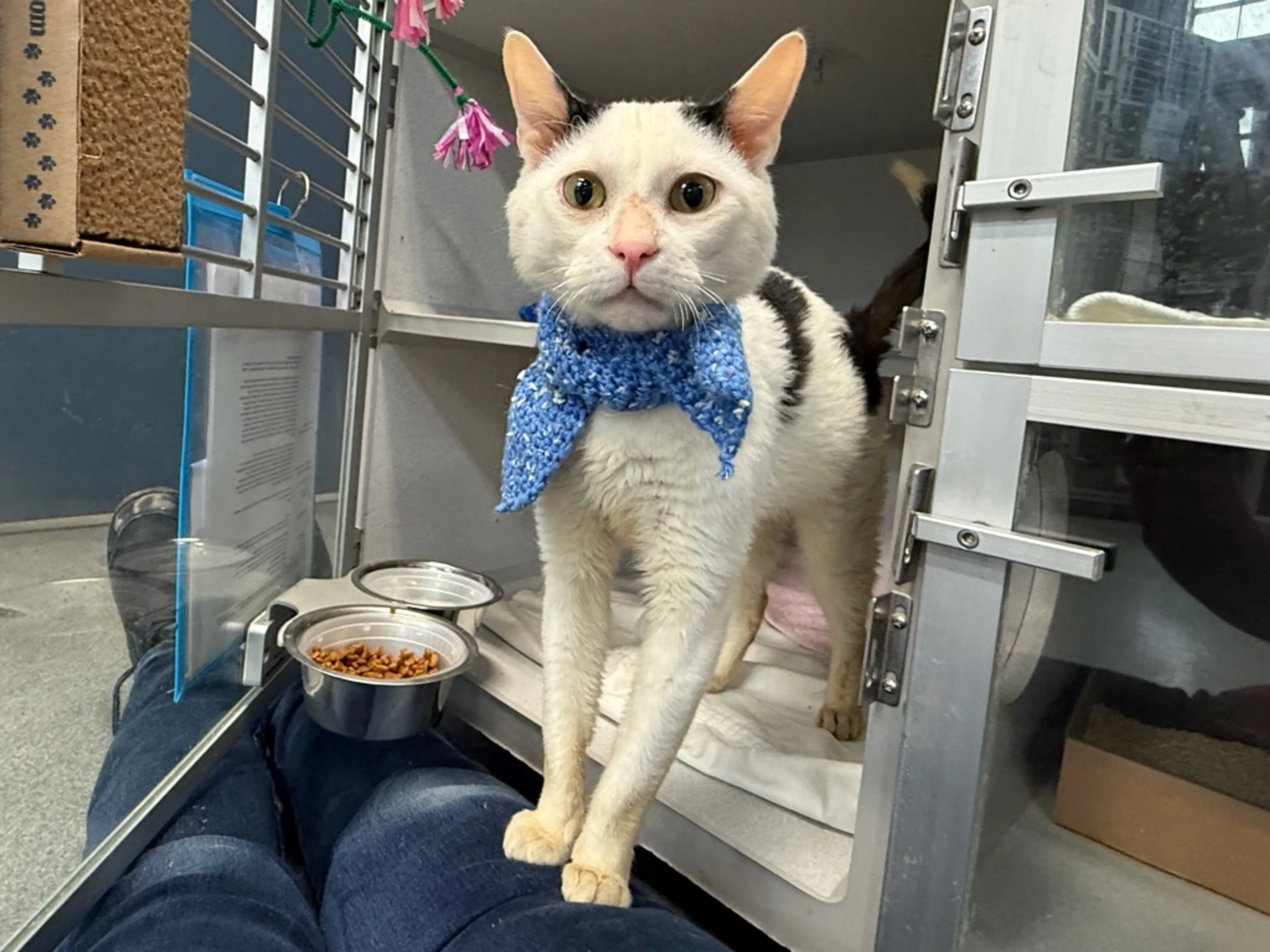 Found pet-2