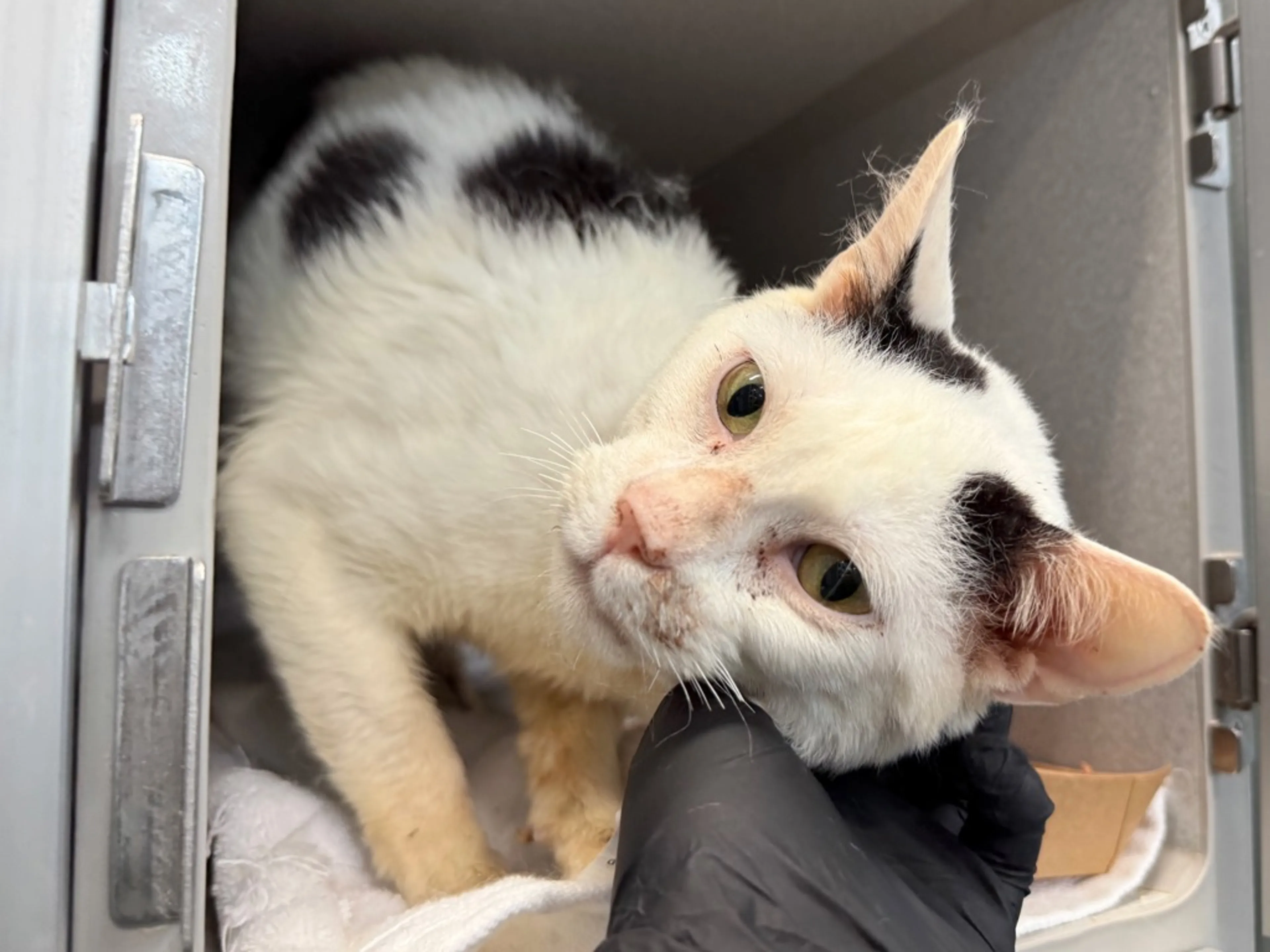 Found pet-1