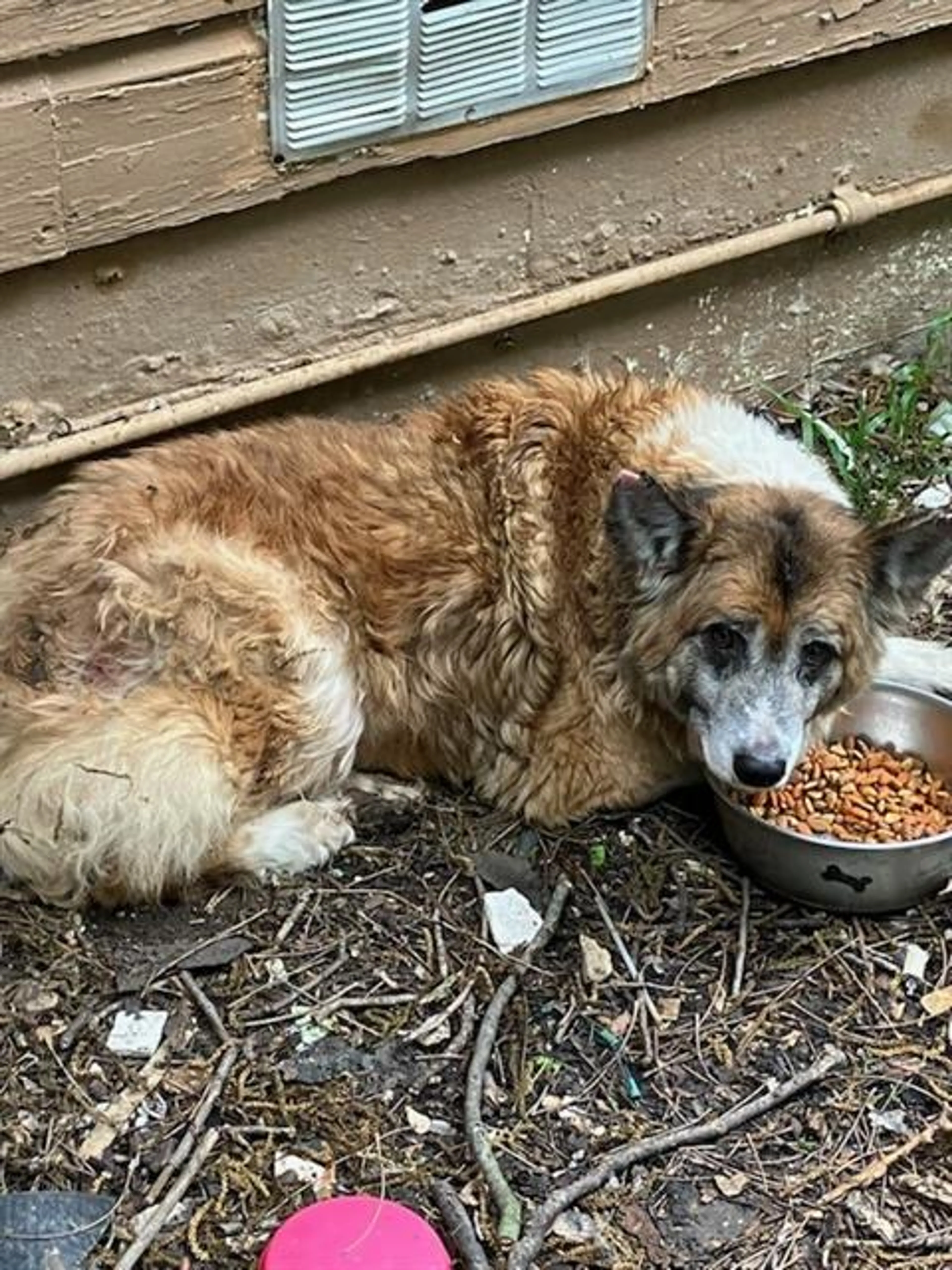 Found pet