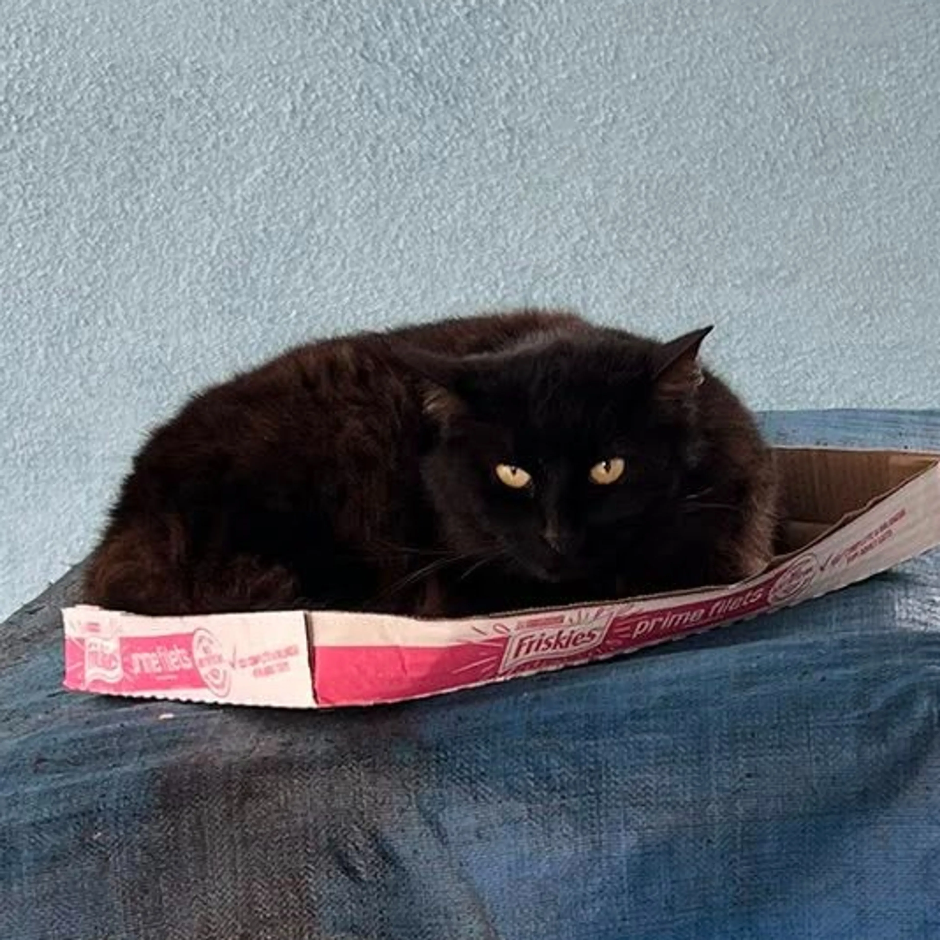 Lost pet-1