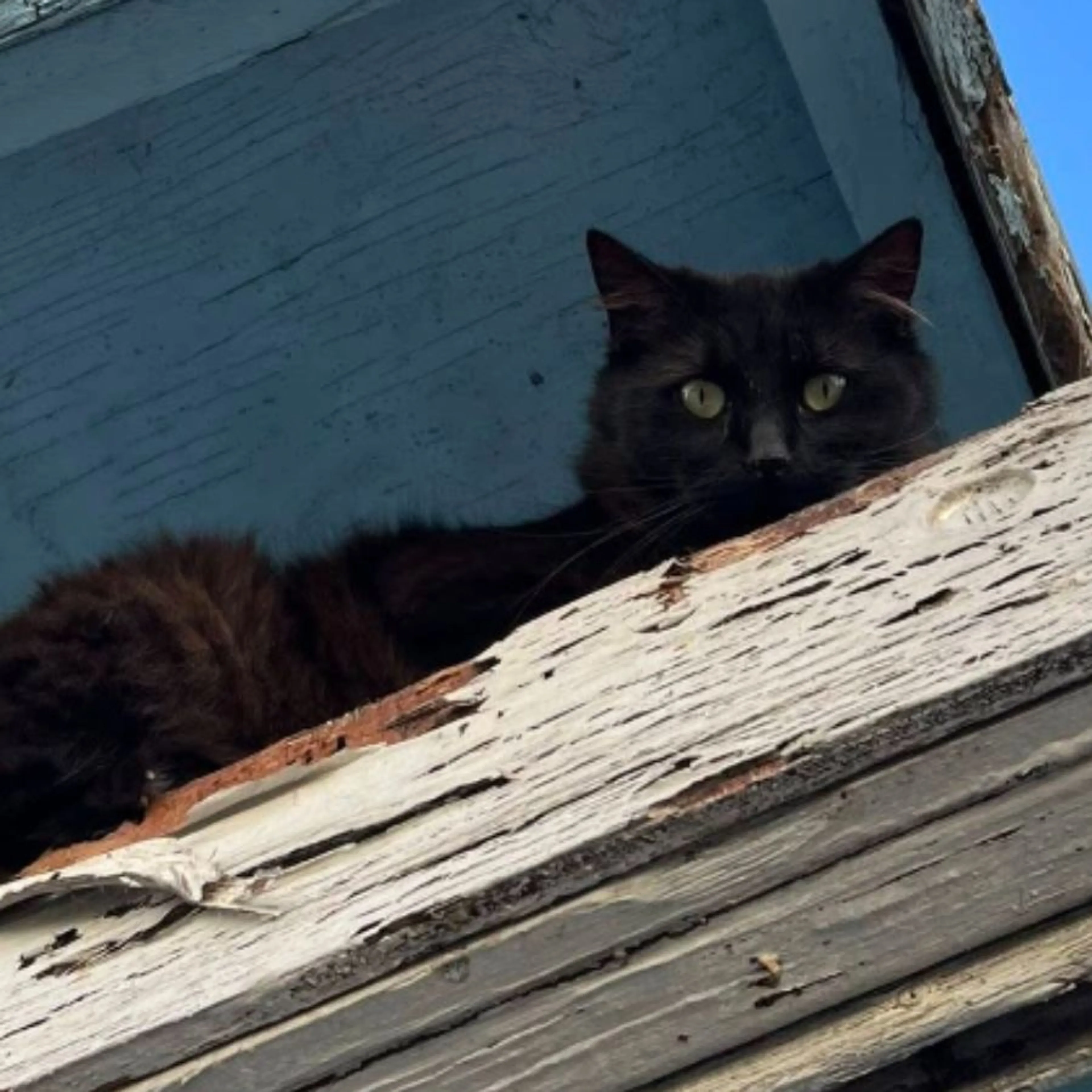 Lost pet-0