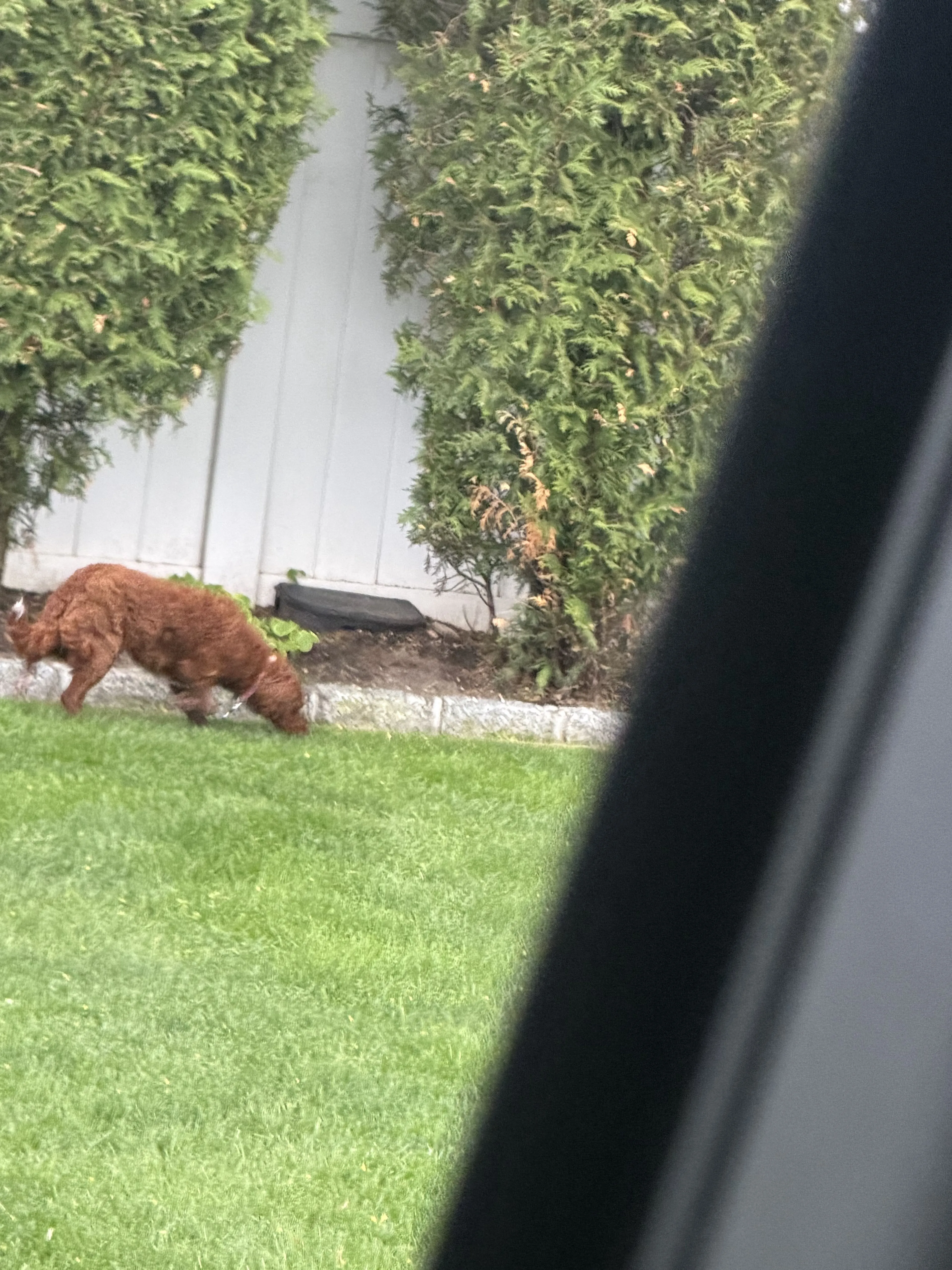 Lost pet
