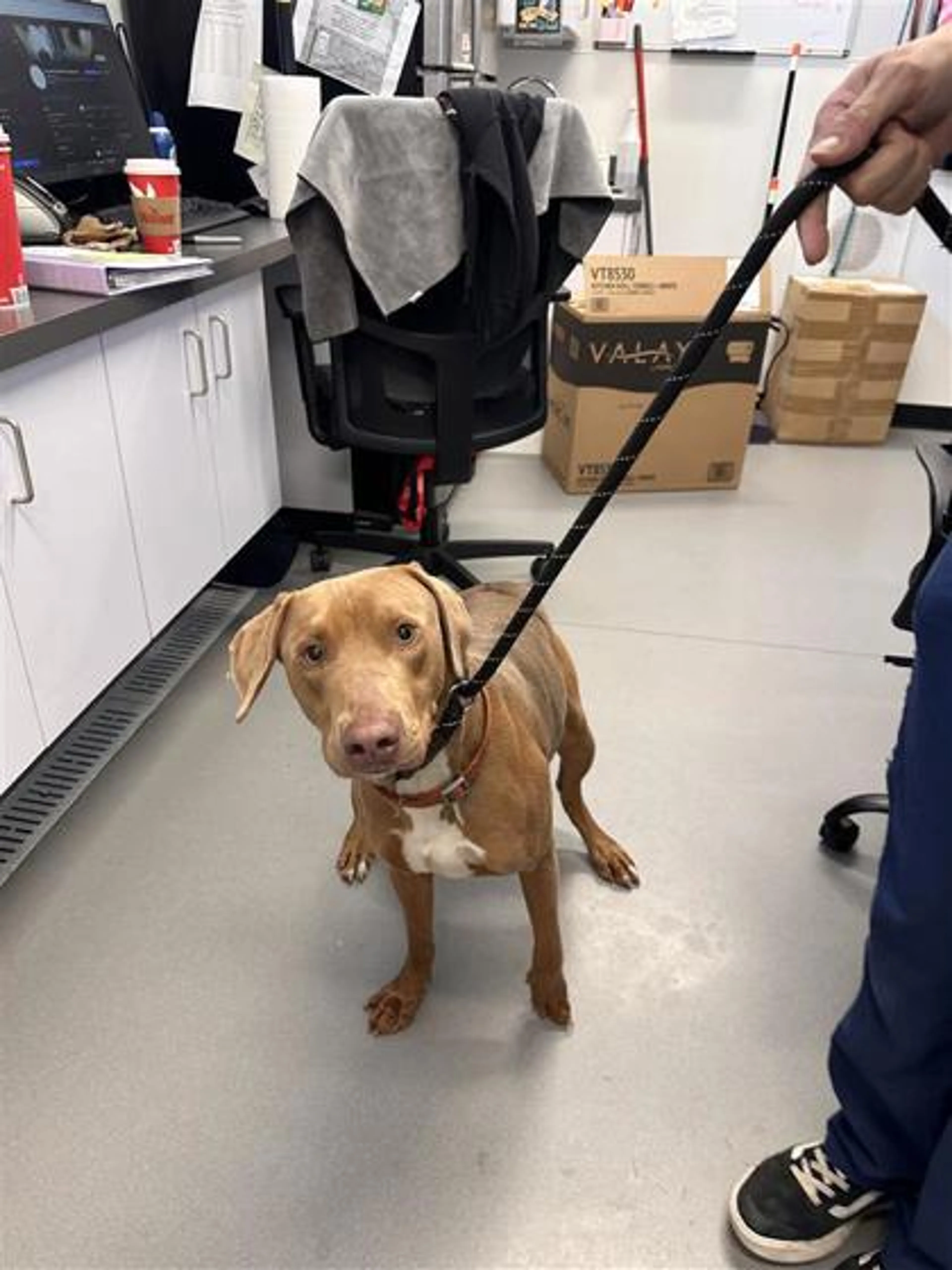 Found pet-1