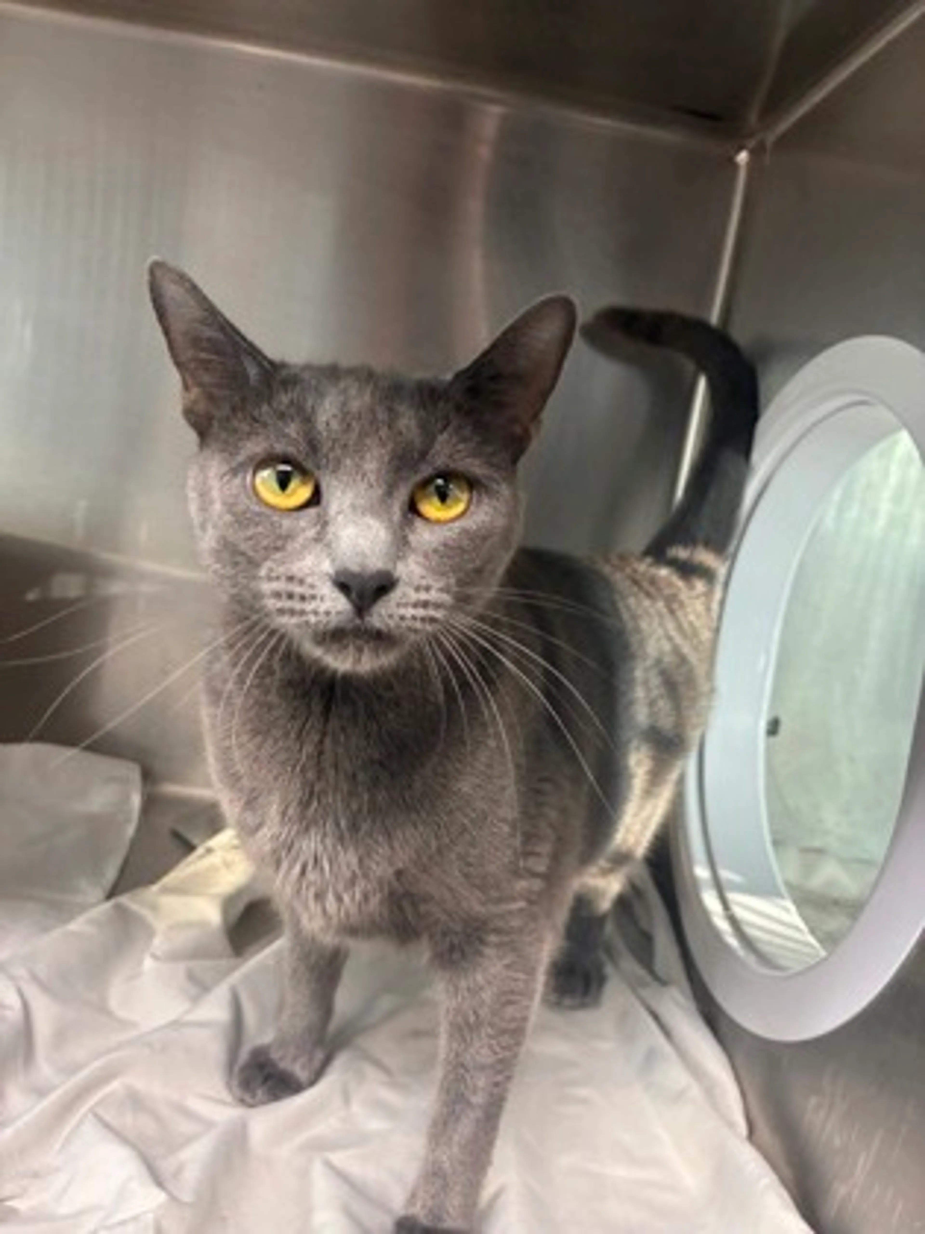 Found pet-1
