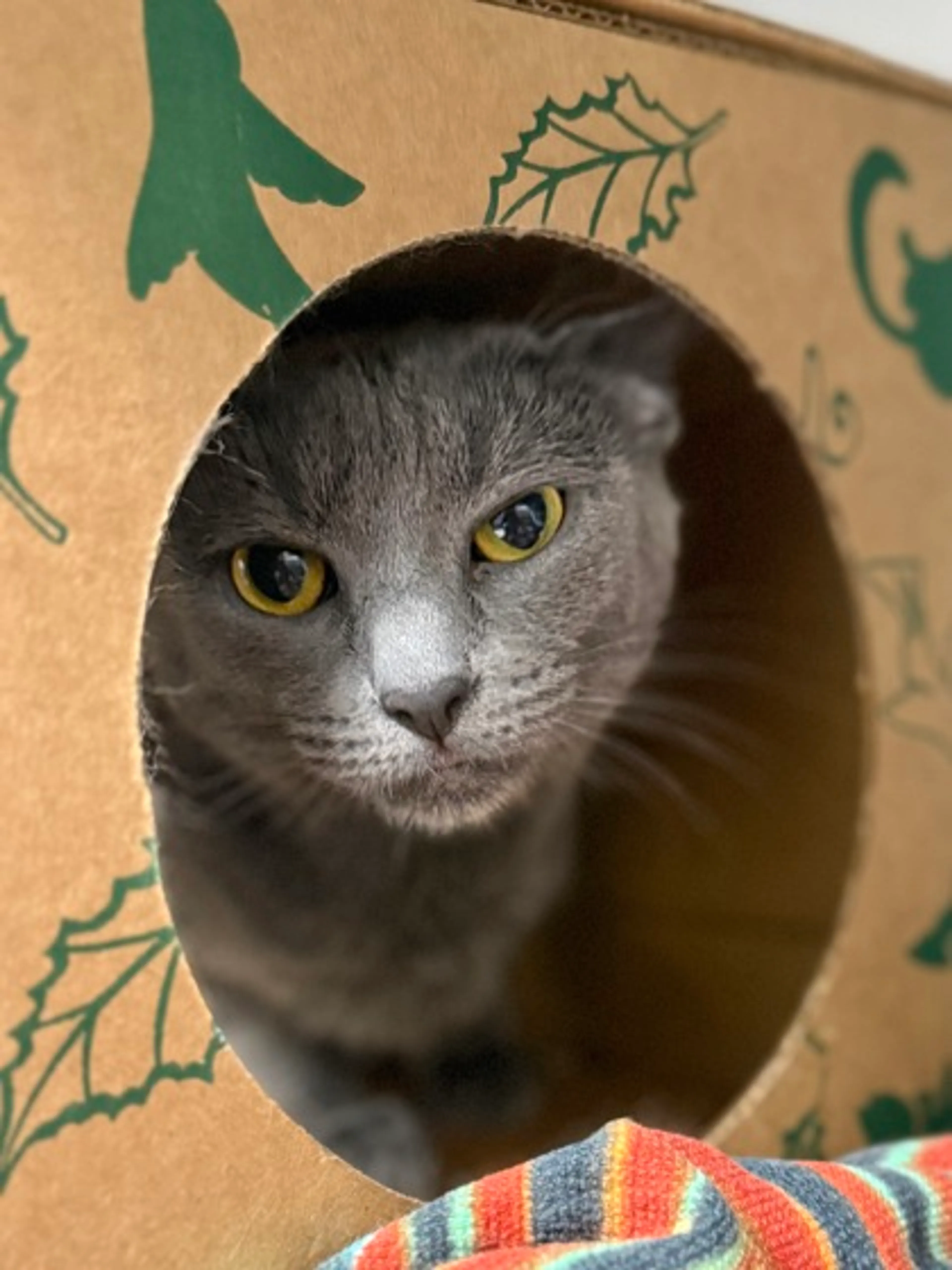 Found pet-0